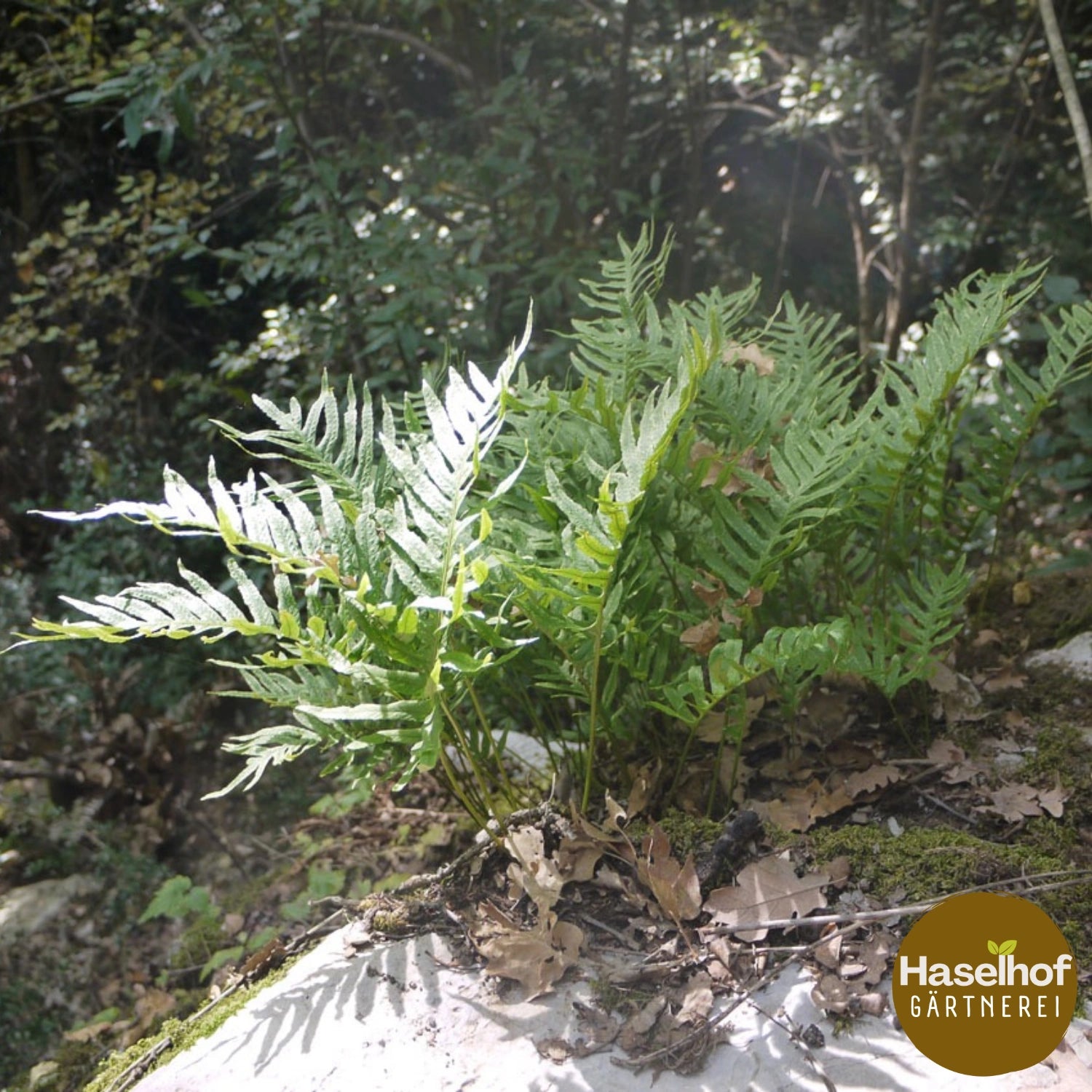 Polypodium vulgare