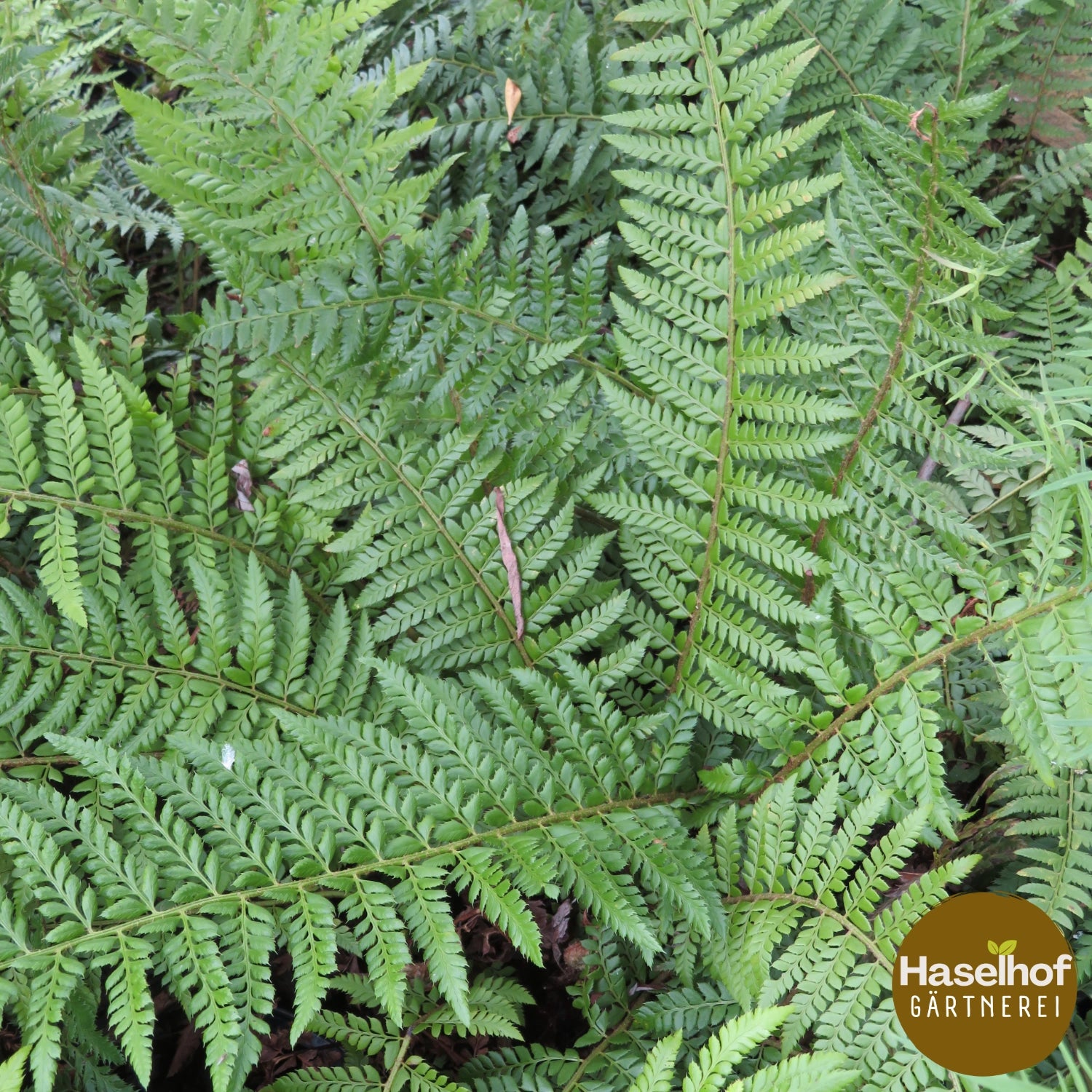 Polystichum aculeatum