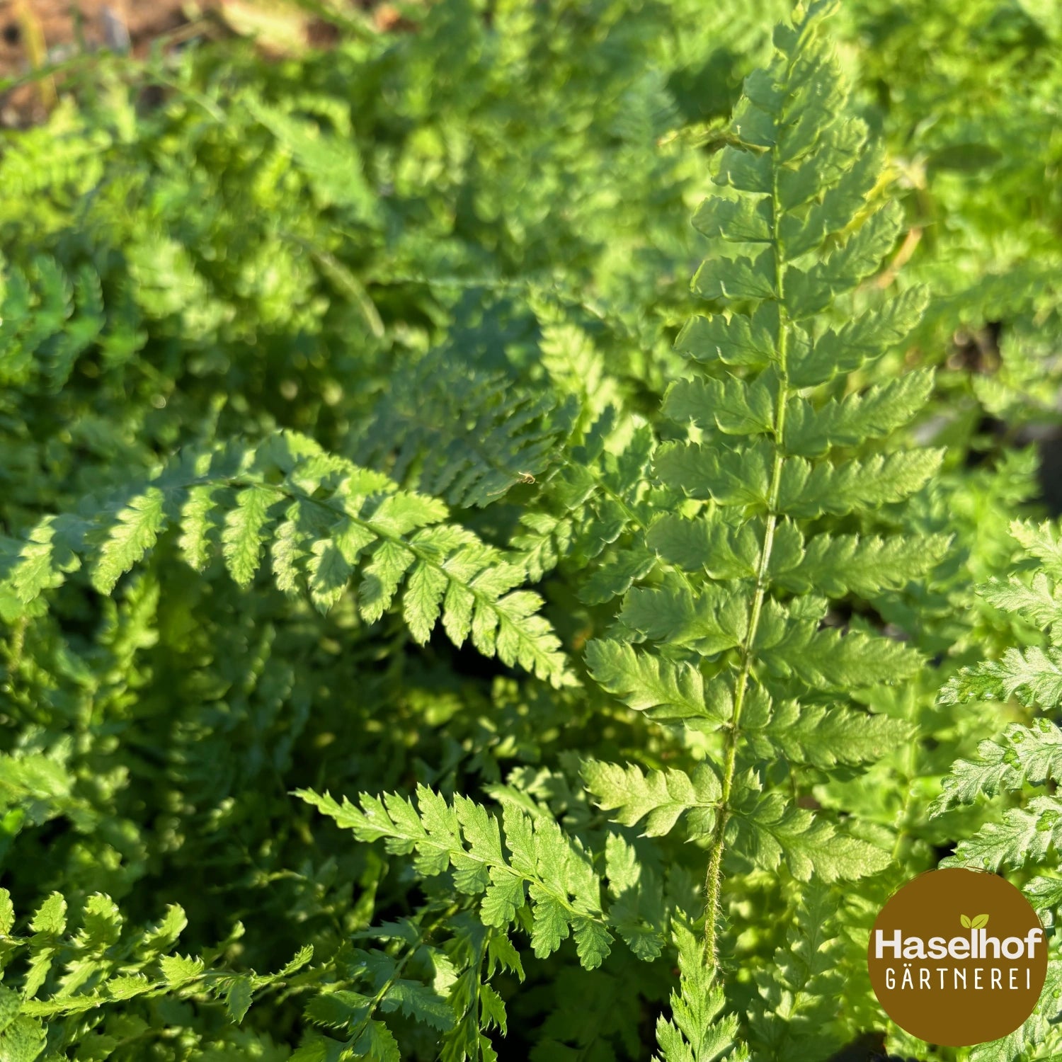 Polystichum setiferum