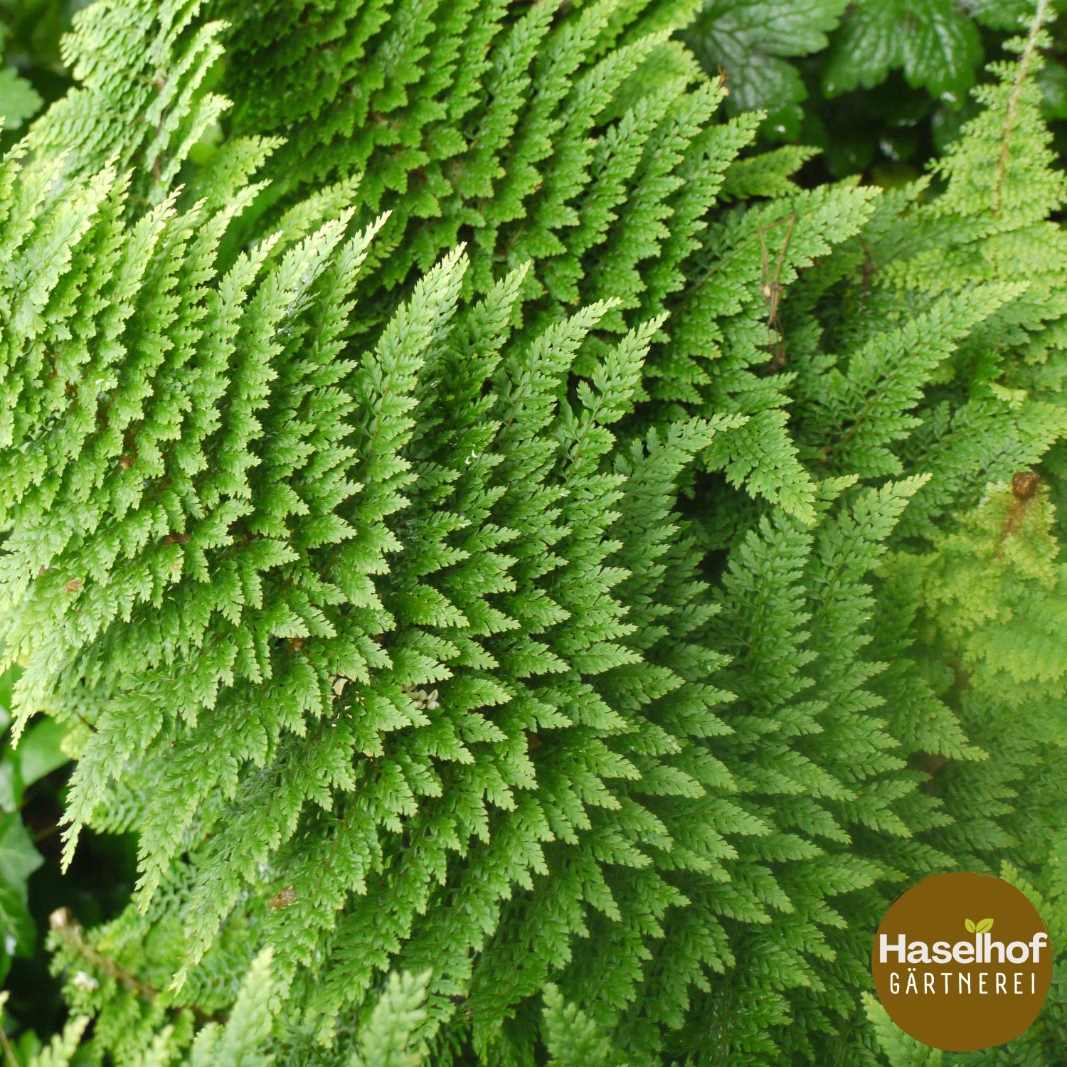 Polystichum setiferum 'Plumosum Densum'