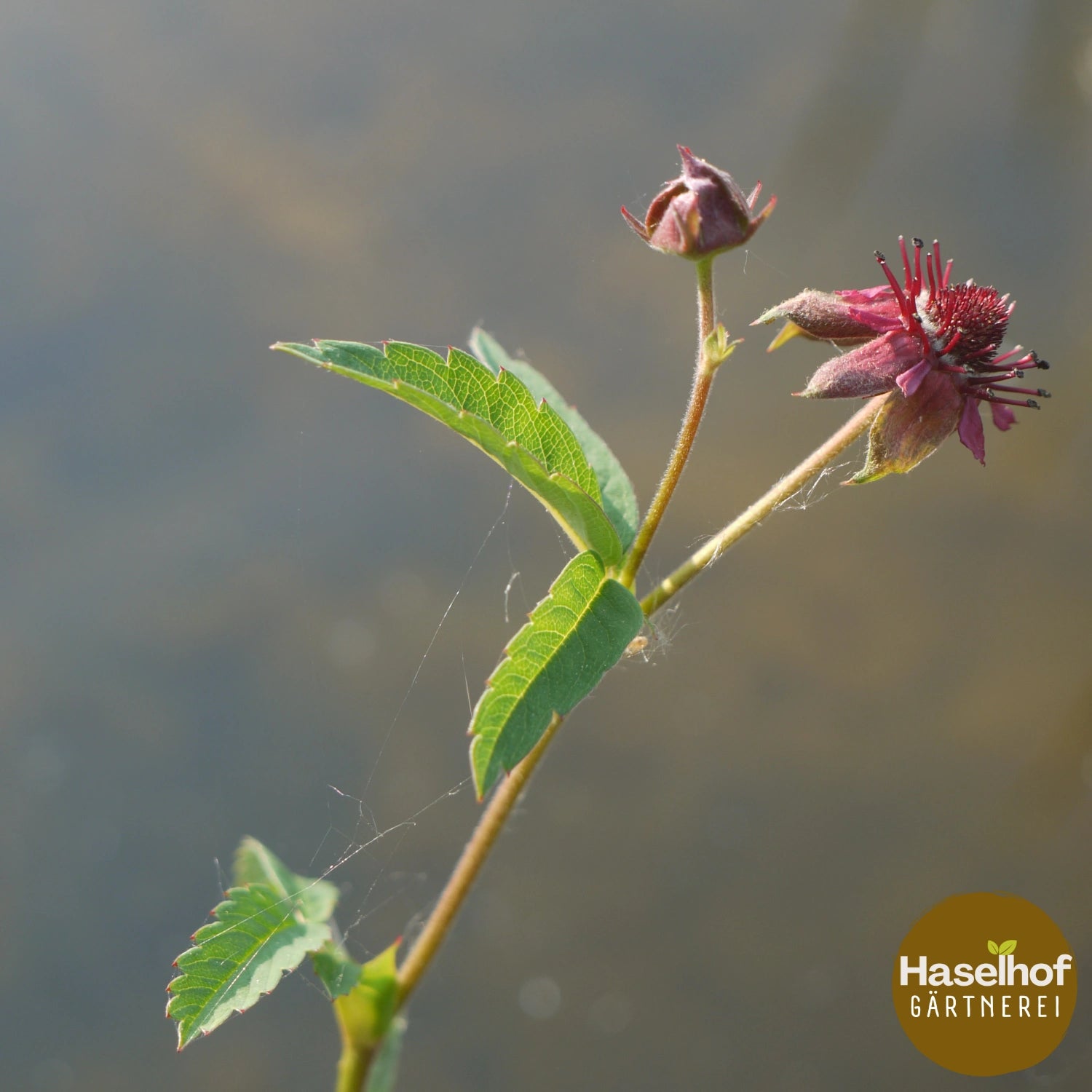 Potentilla palustris (Syn. Comarum p.)