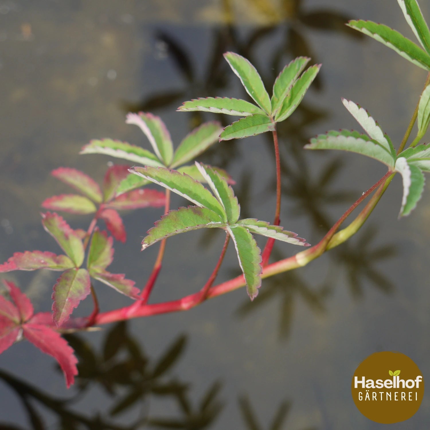 Potentilla palustris (Syn. Comarum p.)