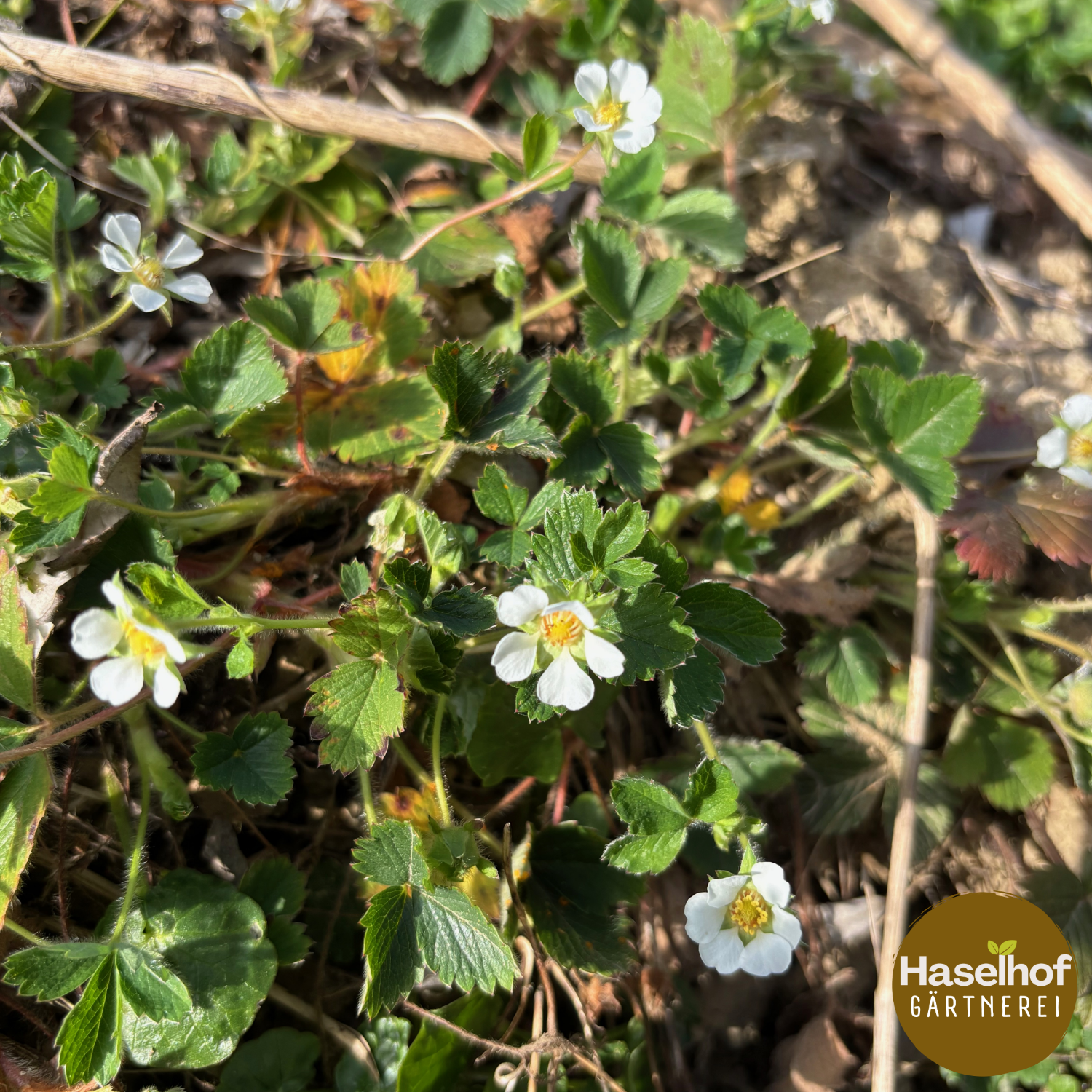 Potentilla sterilis