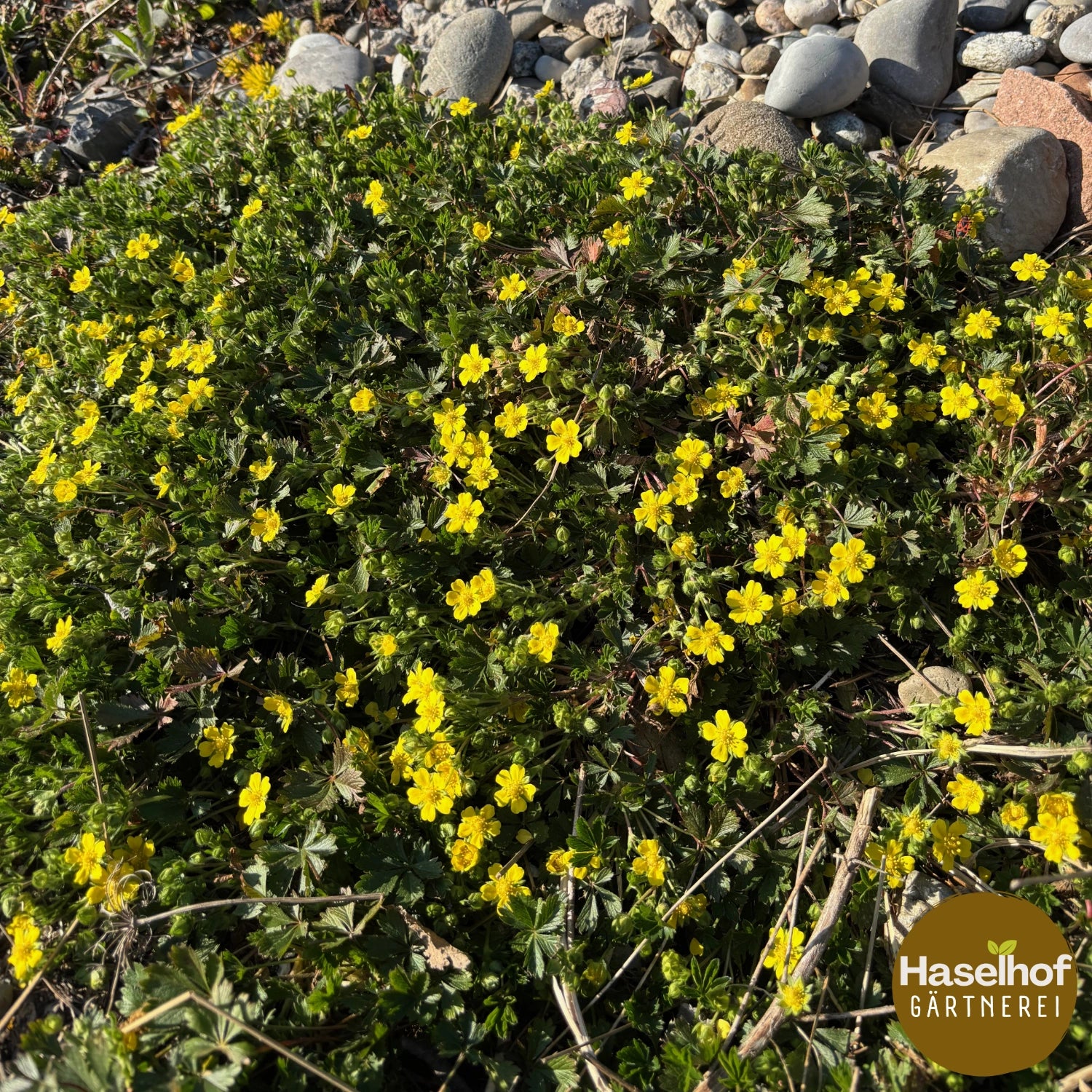 Potentilla verna (neumanniana)