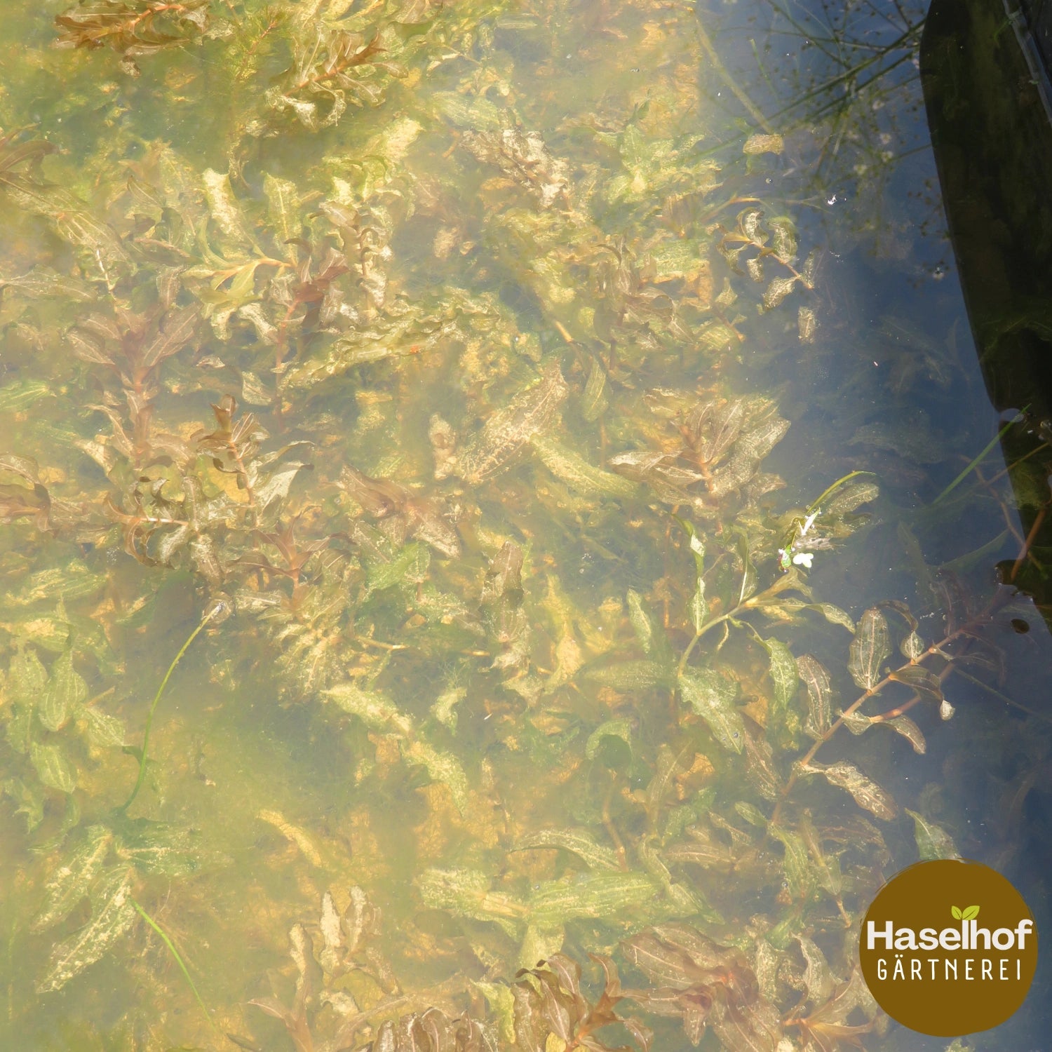 Potamogeton perfoliatum