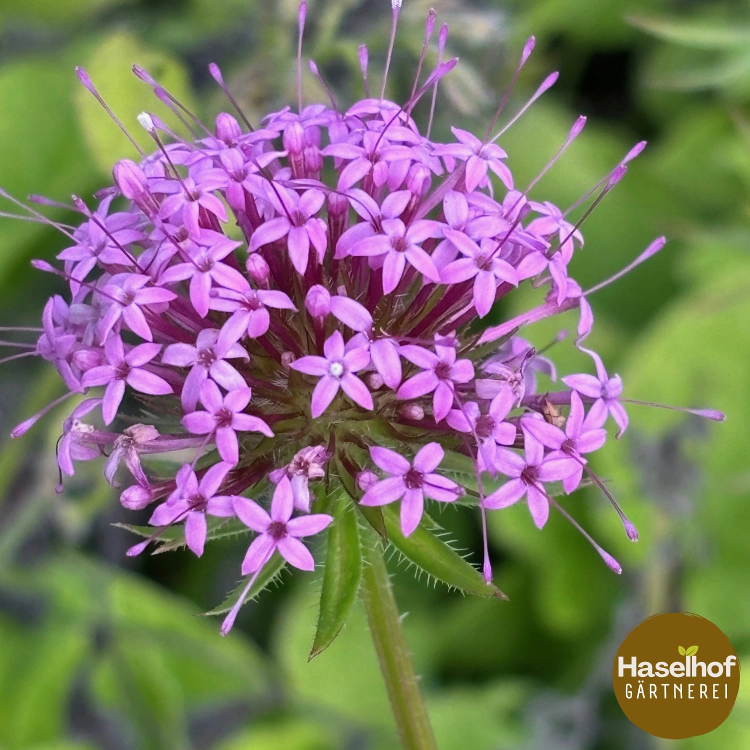 Phuopsis stylosa