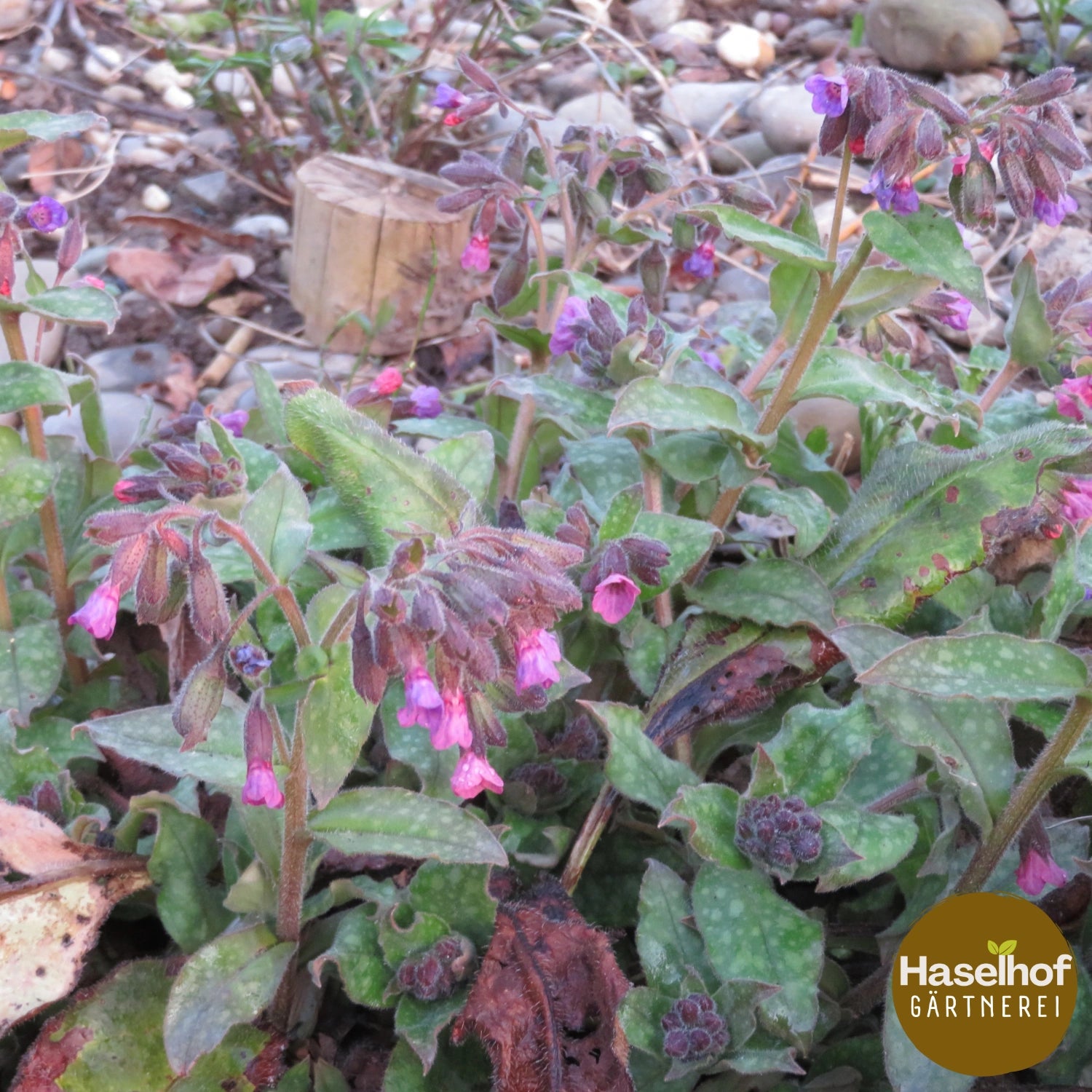Pulmonaria officinalis
