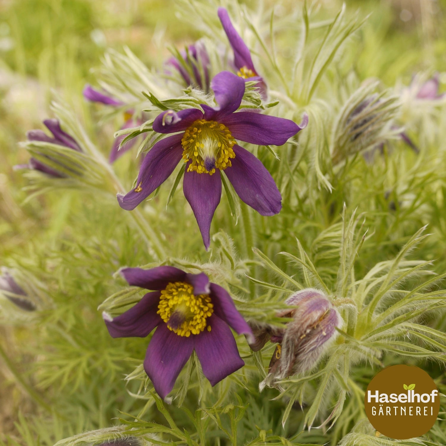 Pulsatilla vulgaris