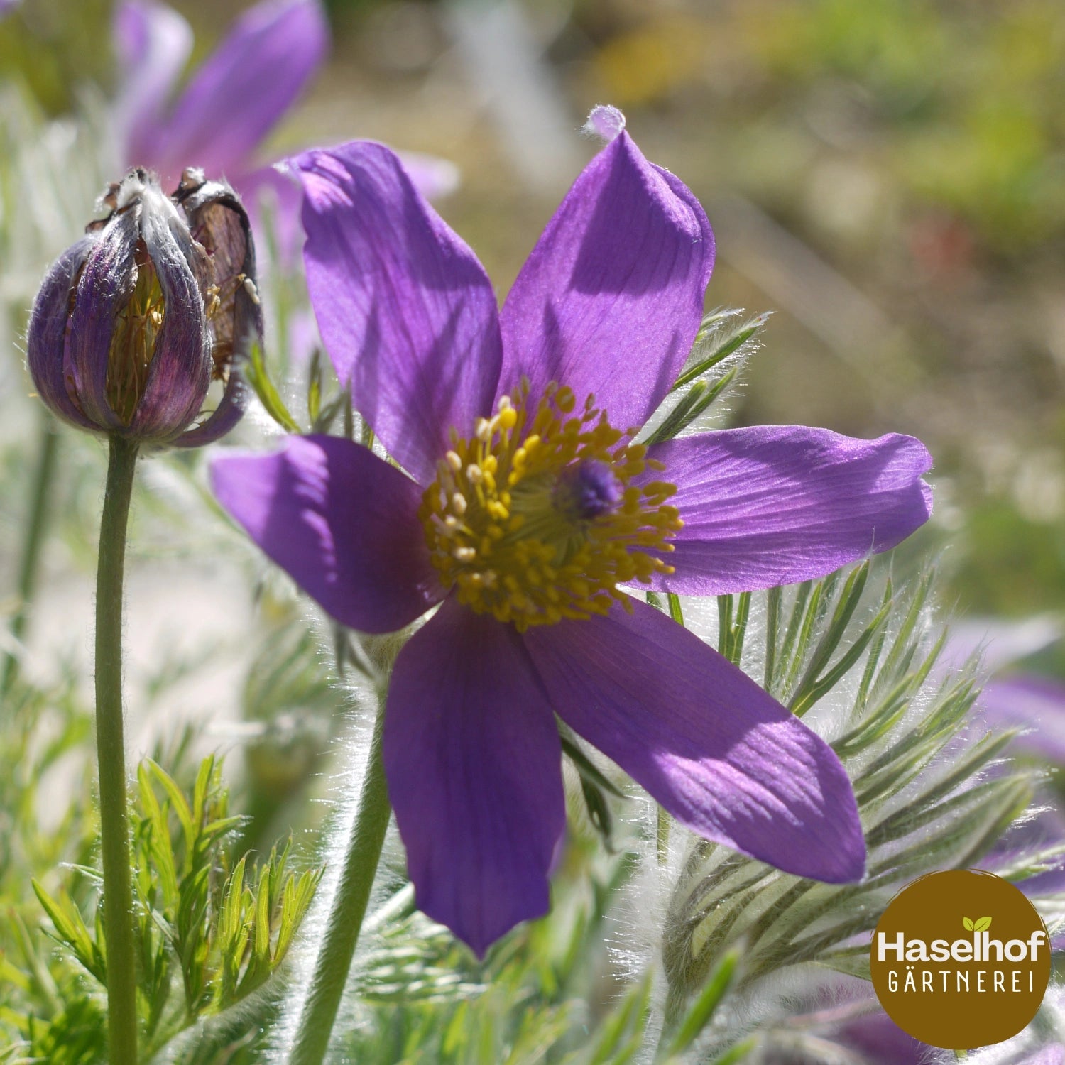 Pulsatilla vulgaris