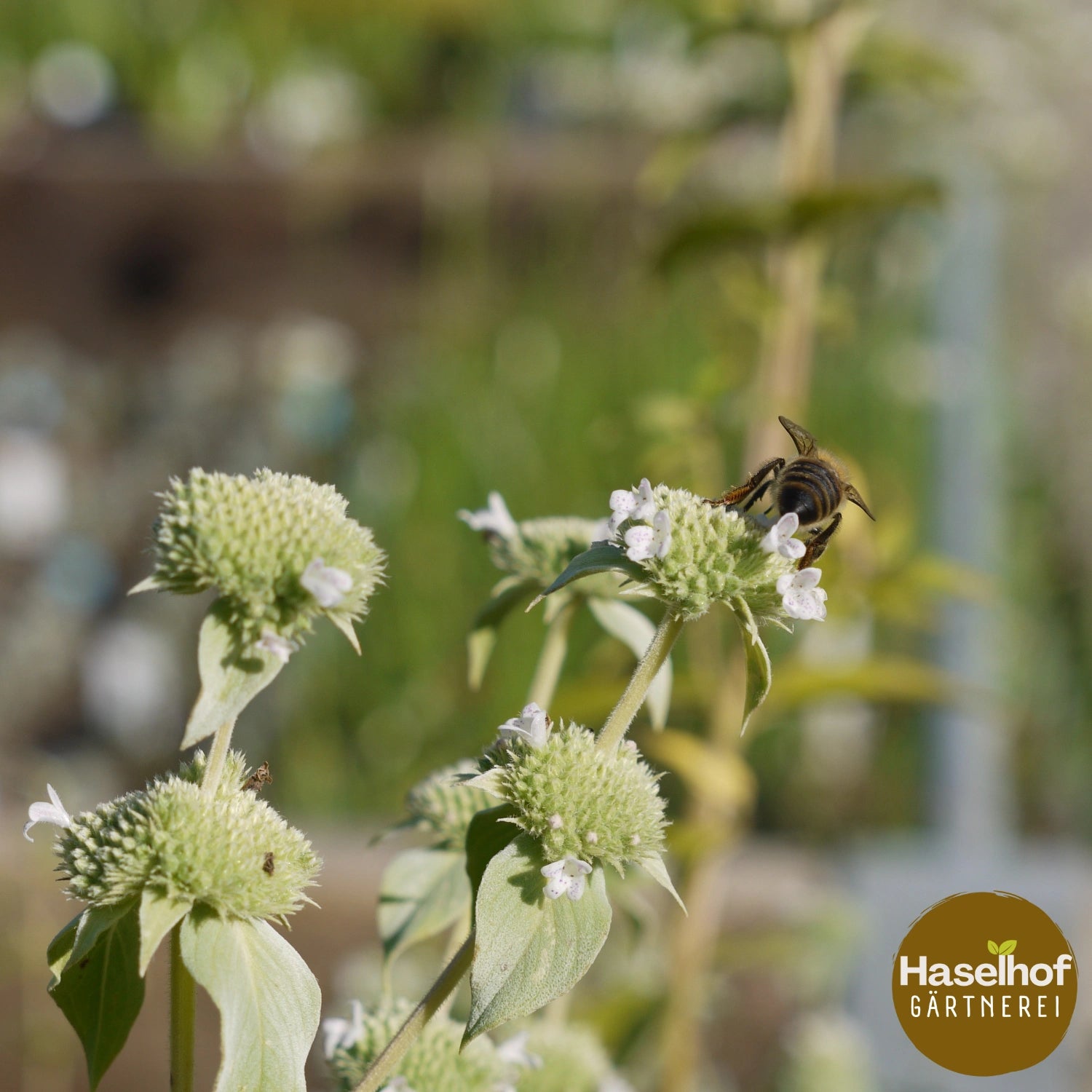 Pycnanthemum muticum