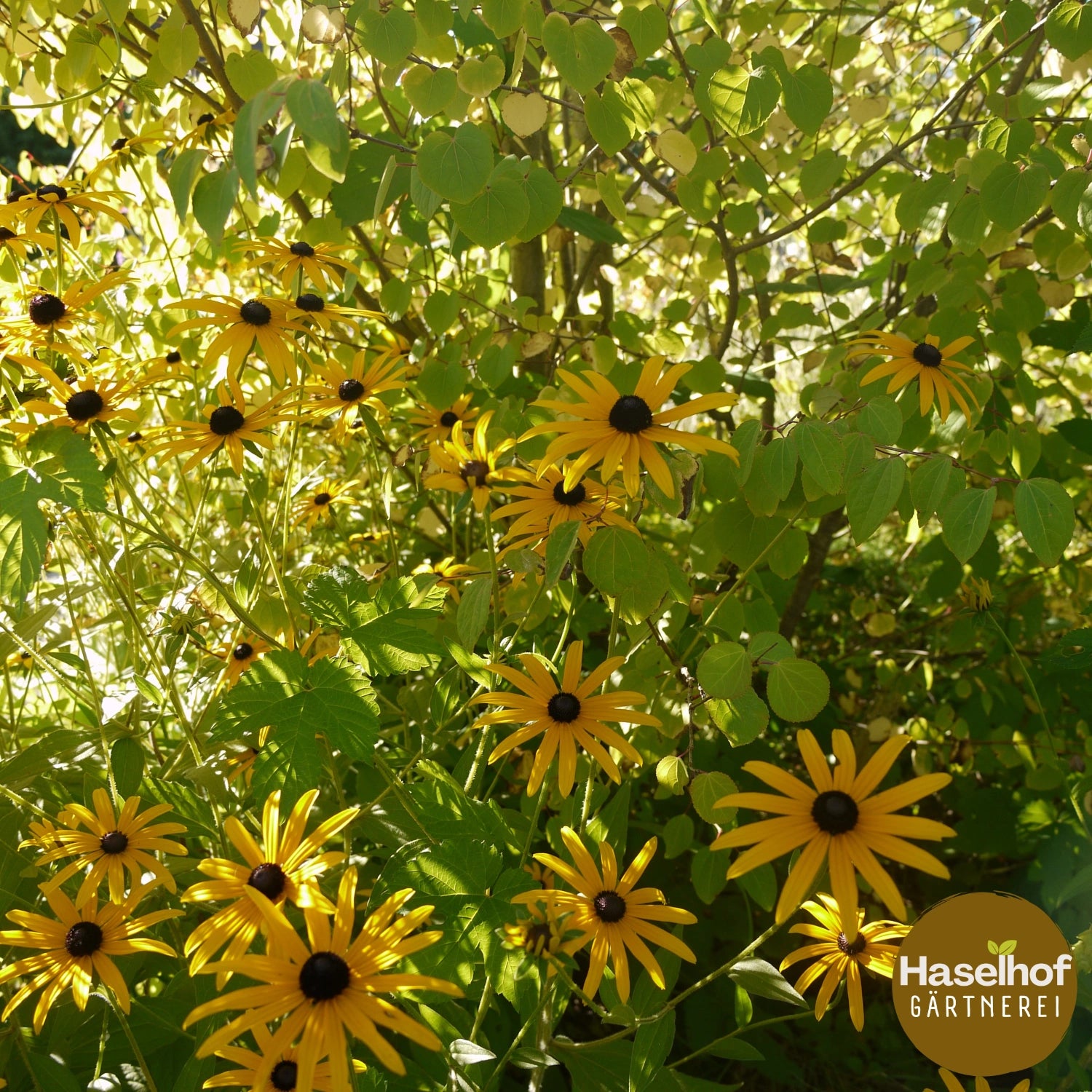 Rudbeckia fulgida 'Goldsturm'