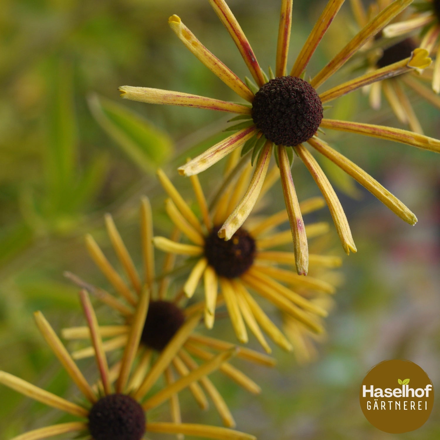 Rudbeckia subtomentosa 'Henry Eilers'