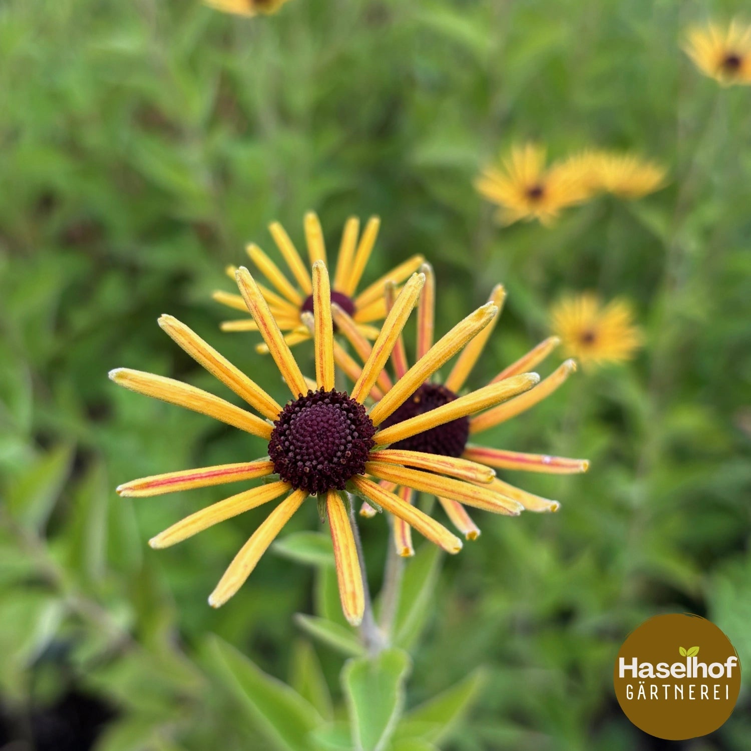 Rudbeckia subtomentosa 'Henry Eilers'