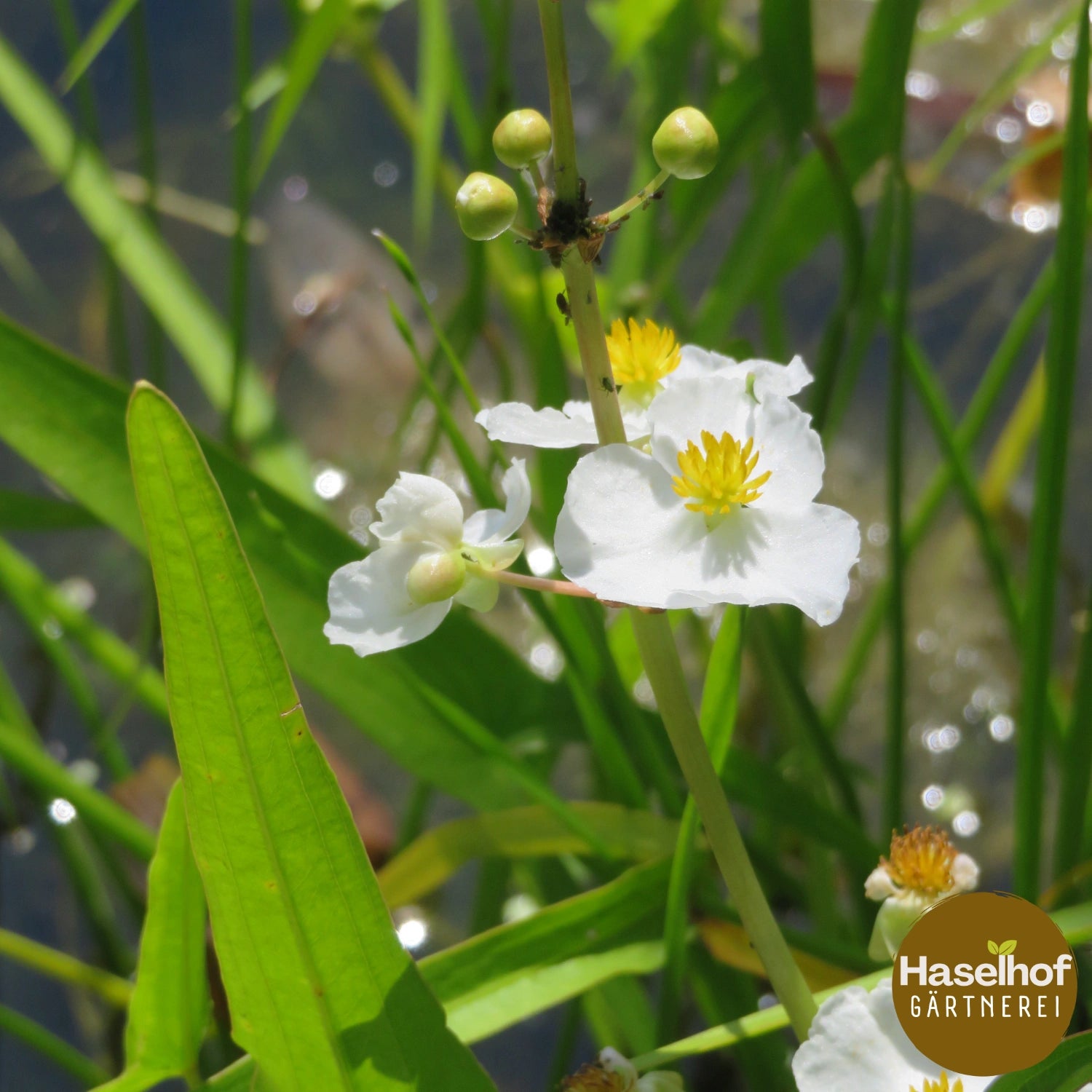 Sagittaria sagittifolia