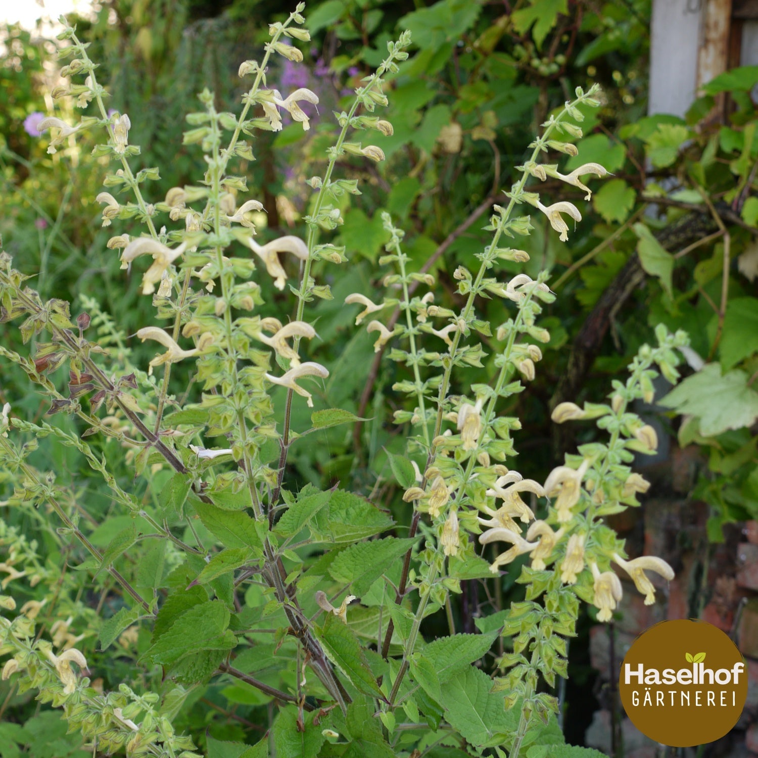 Salvia glutinosa