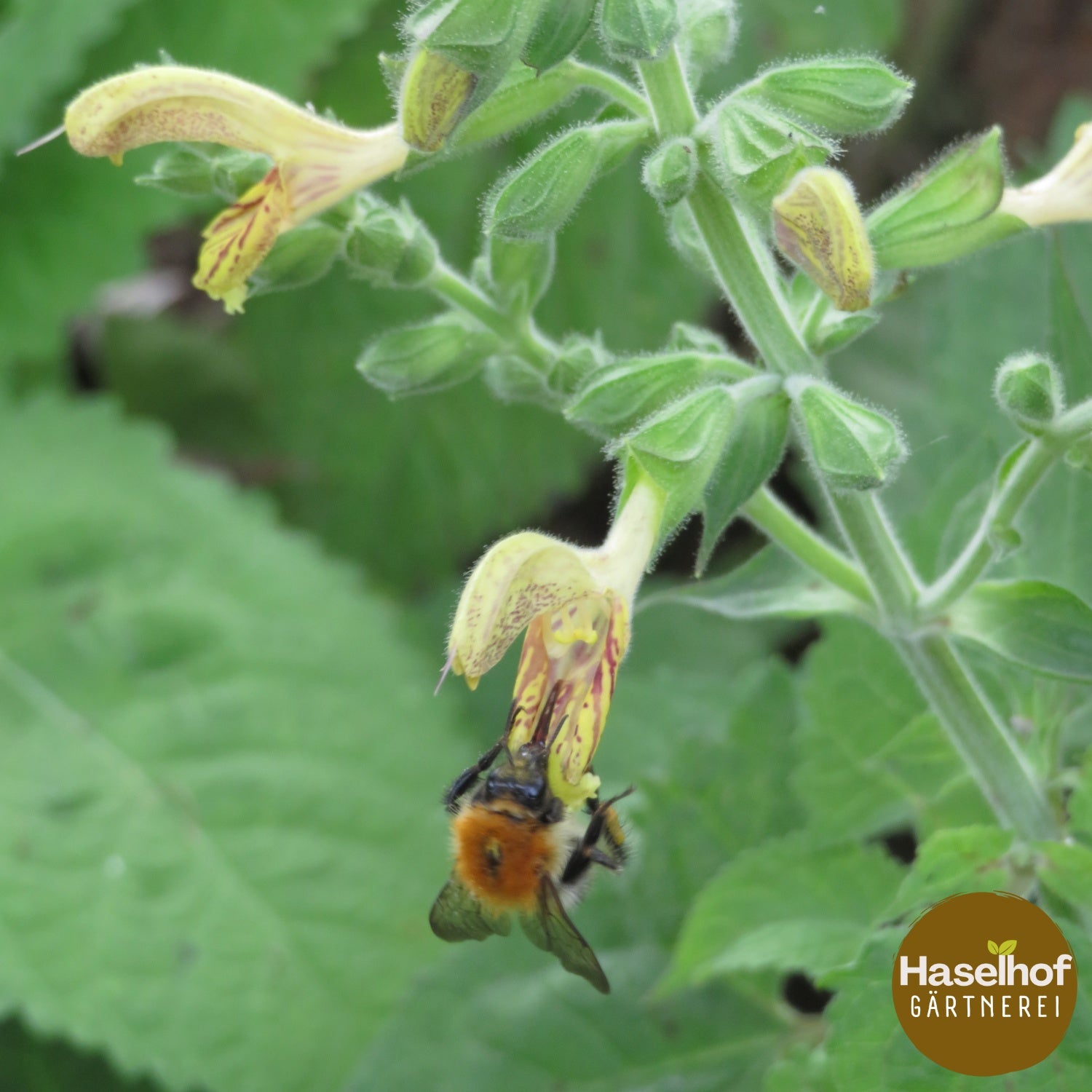 Salvia glutinosa