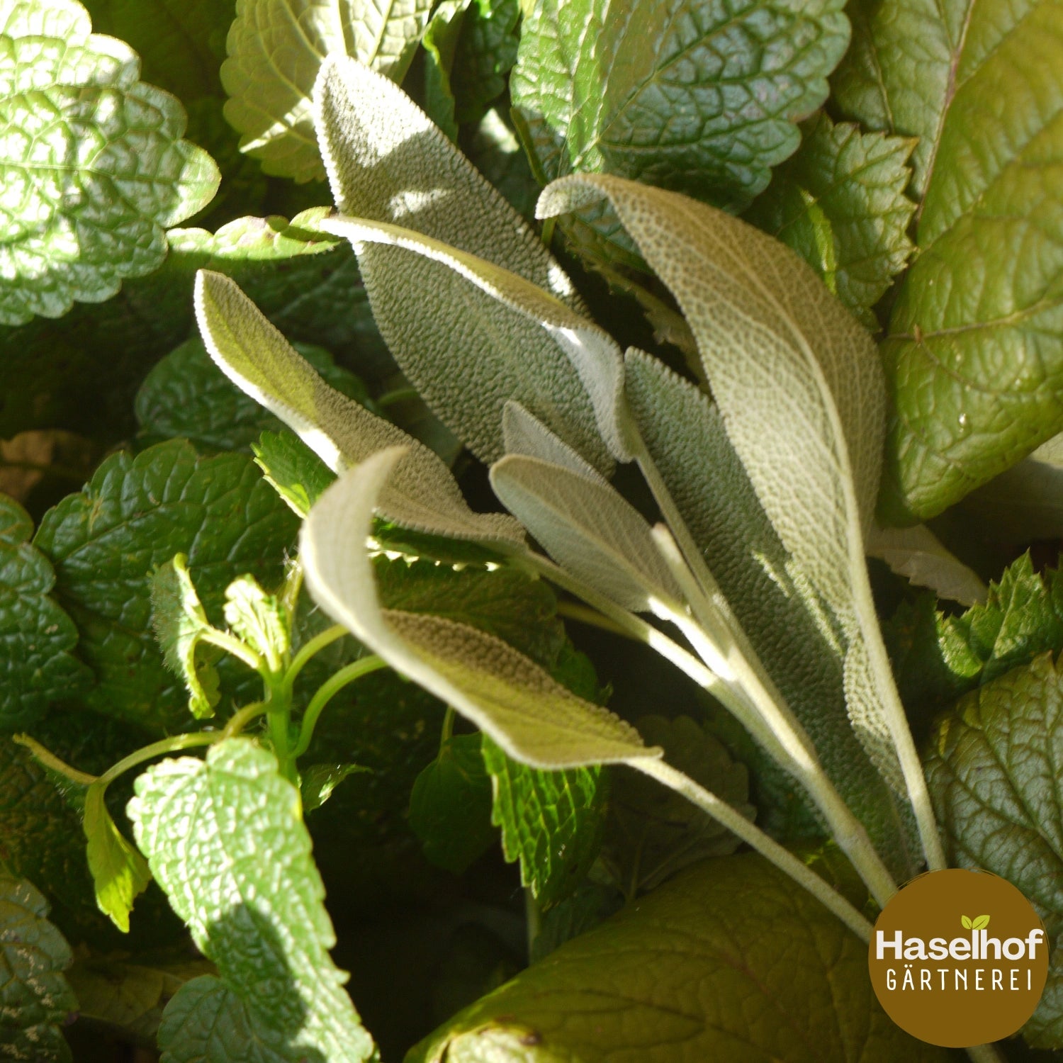 Salvia lavandulifolia