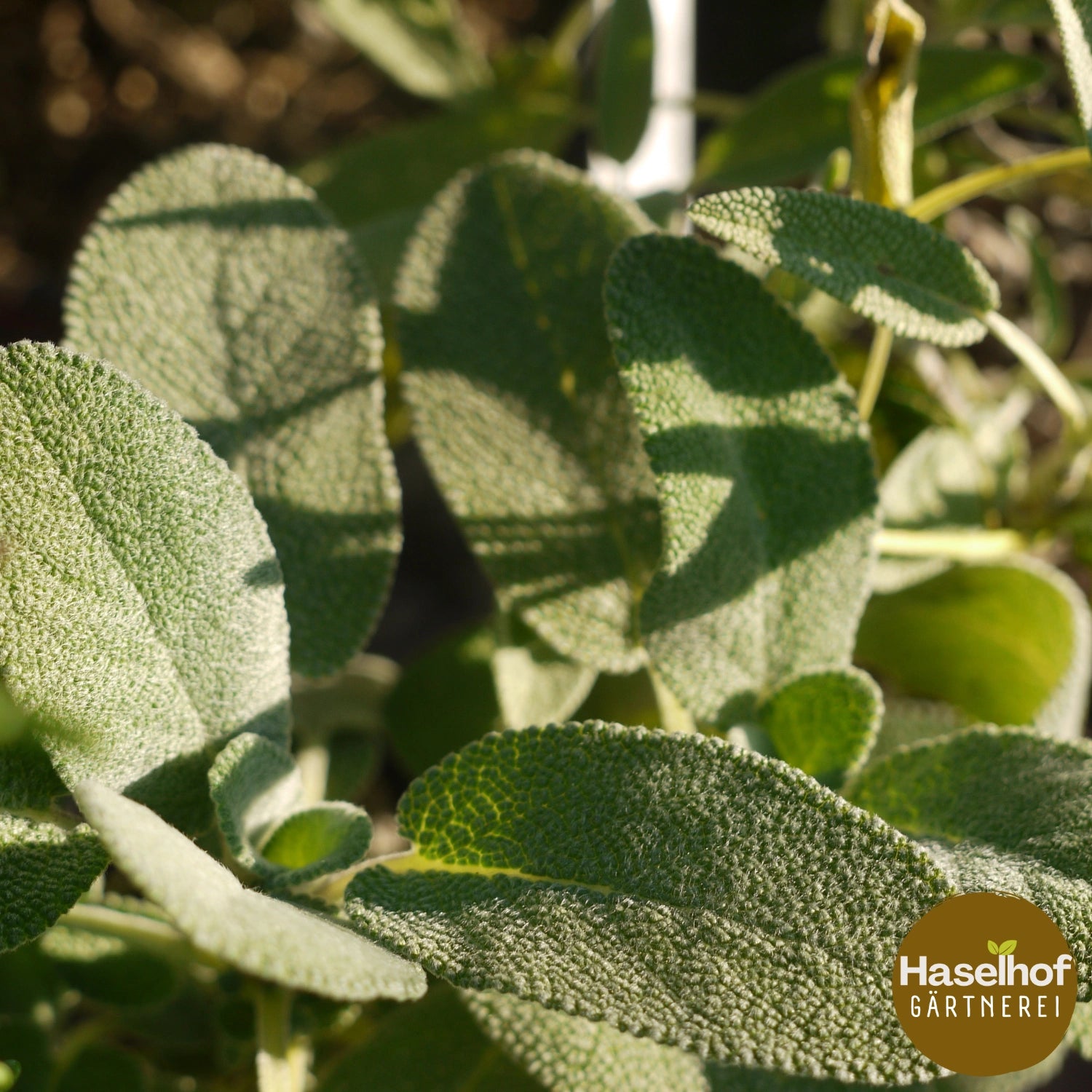 Salvia officinalis `Major`