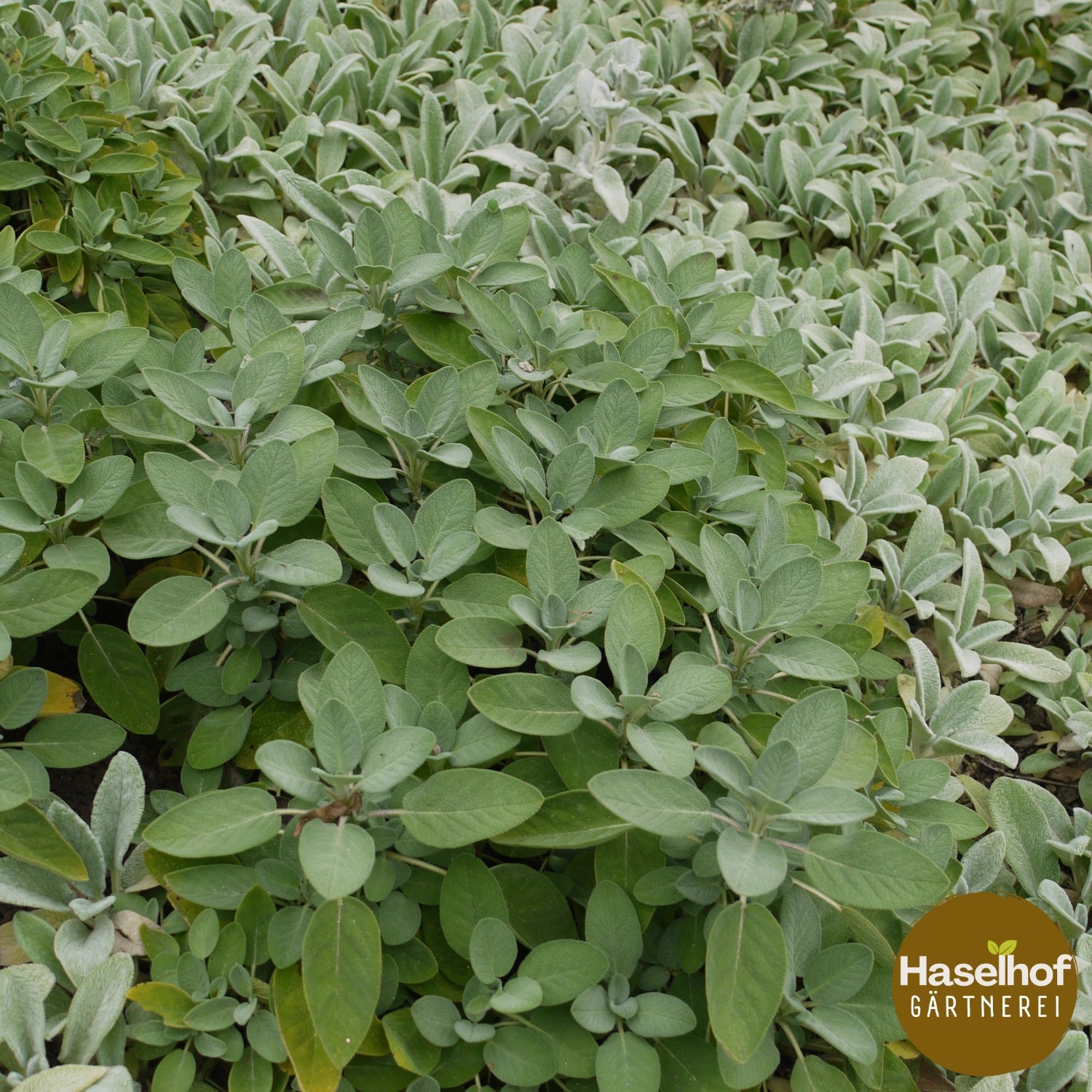 Salvia officinalis `Major`