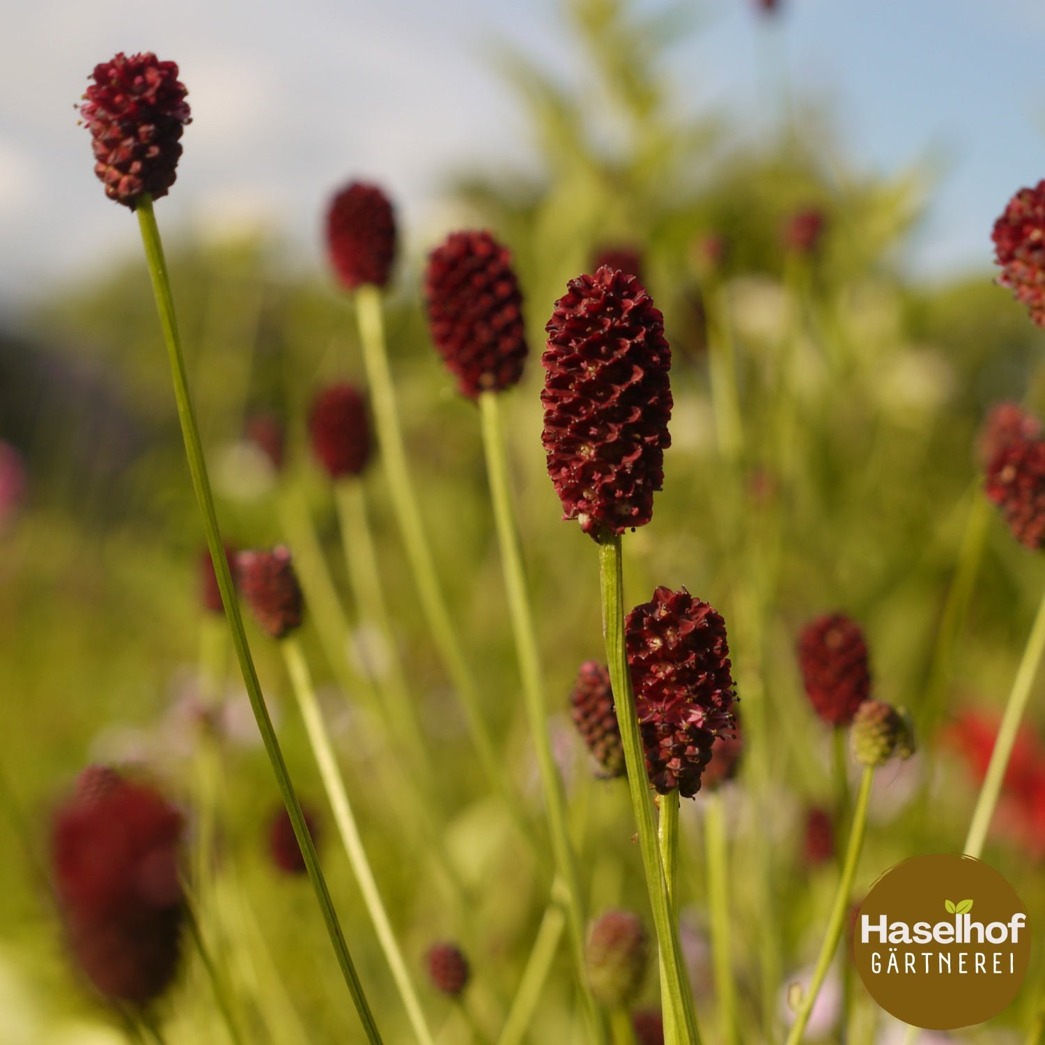 Sanguisorba officinalis