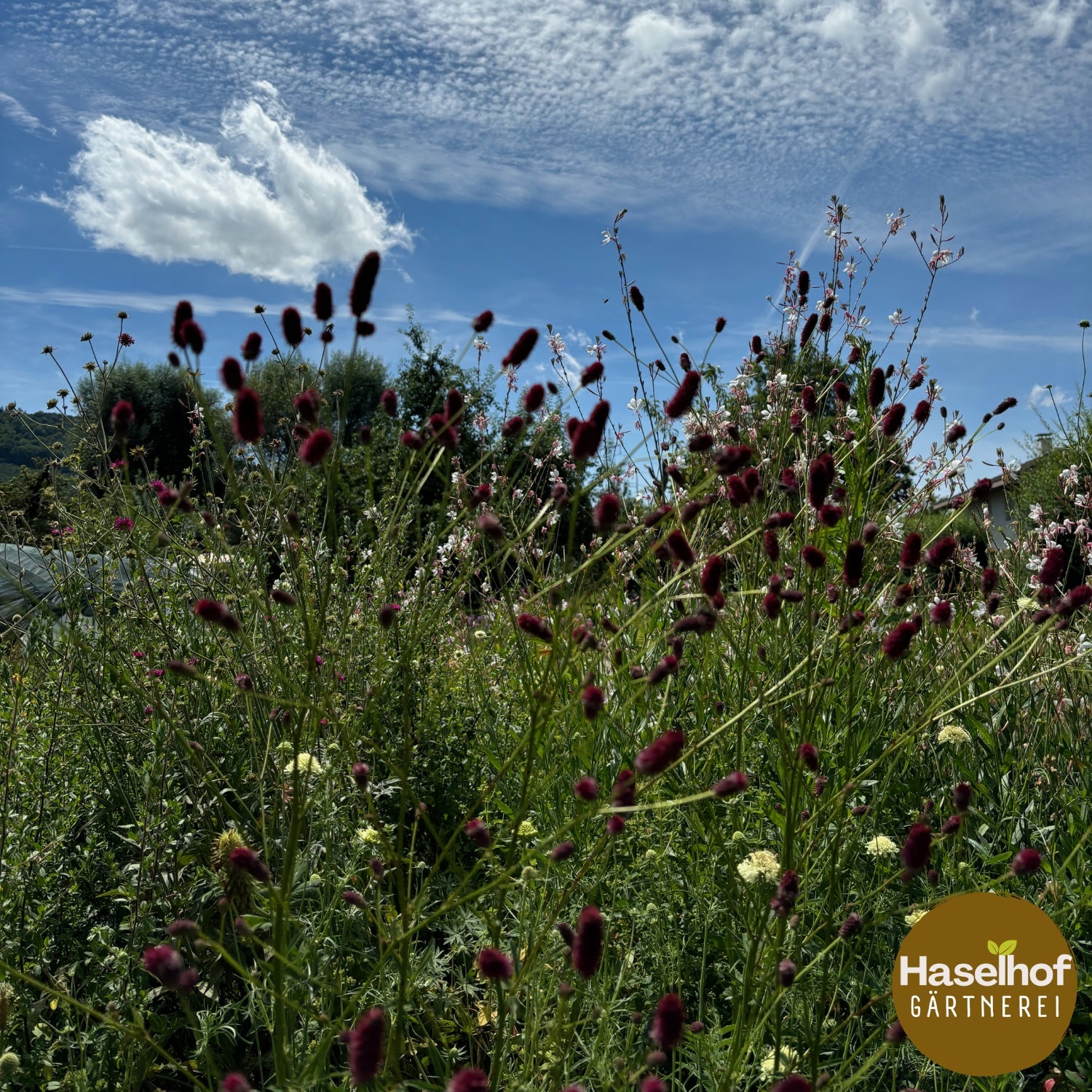 Sanguisorba officinalis