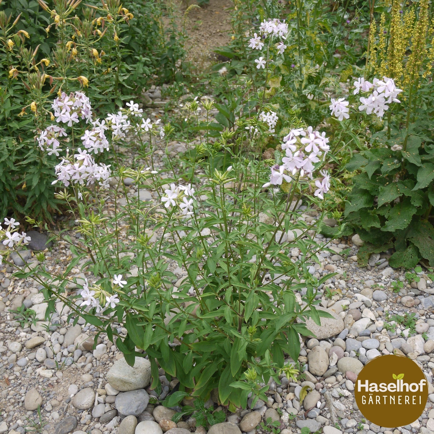 Saponaire officinale