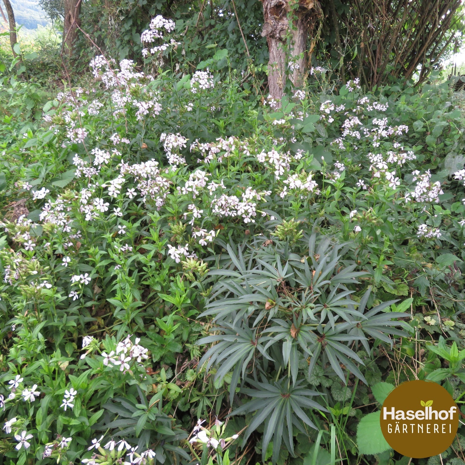 Saponaire officinale