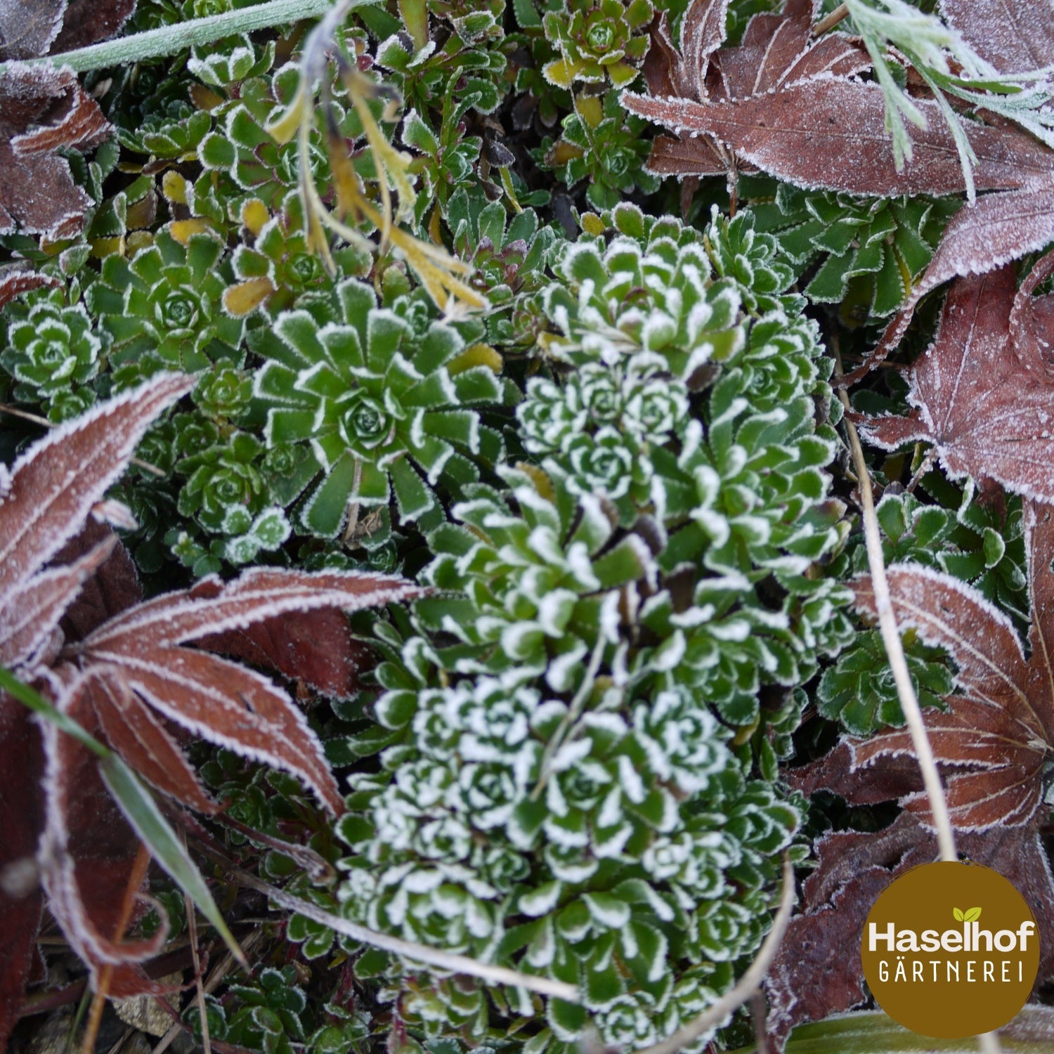 Saxifraga paniculata