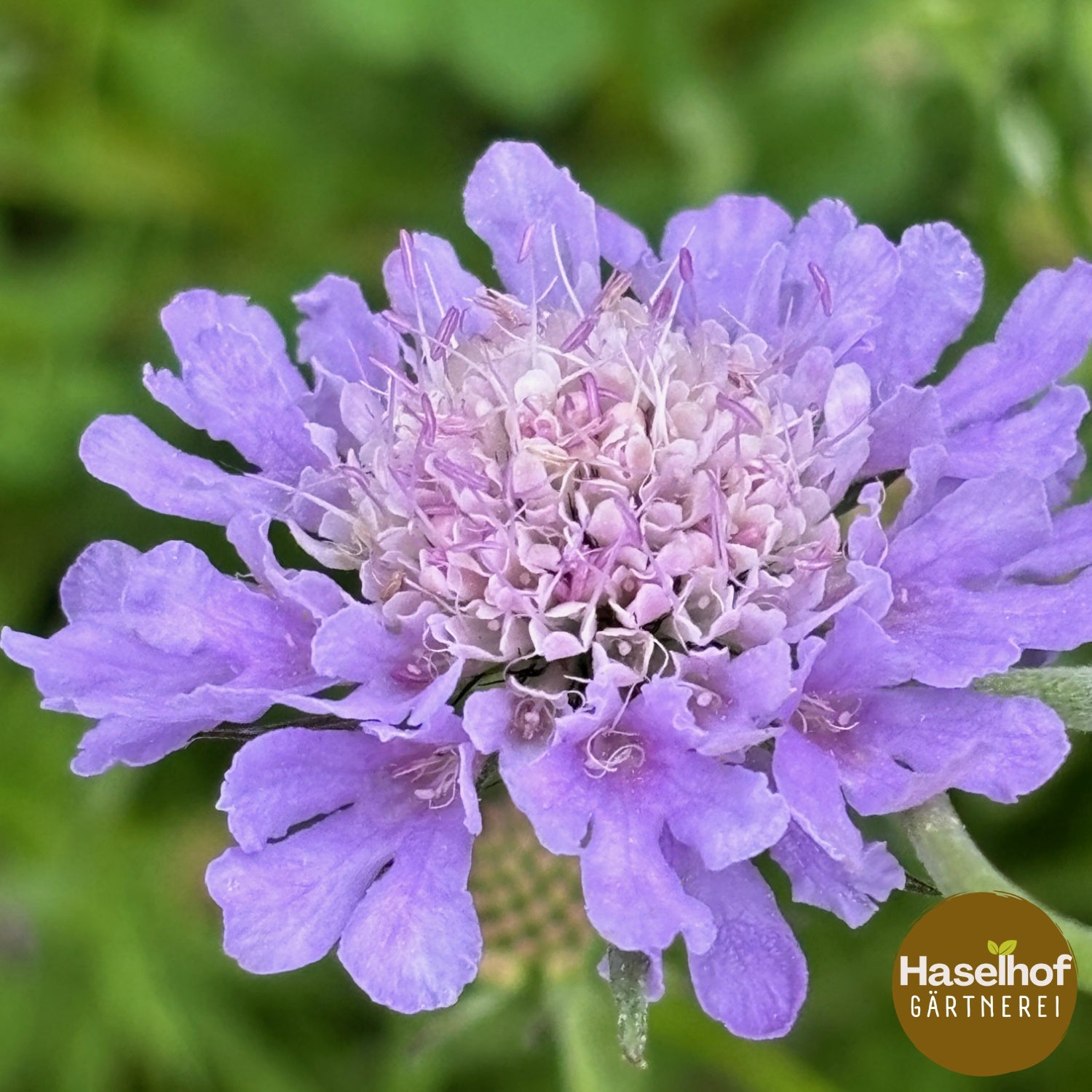 Scabiosa columbaria