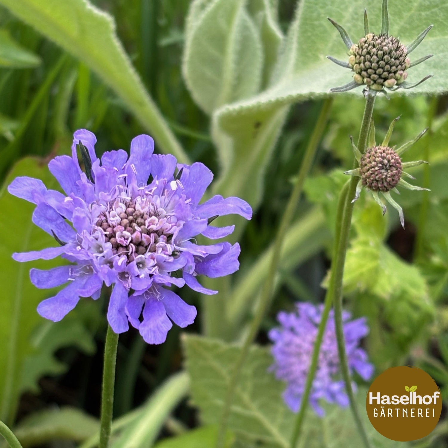 Scabiosa columbaria