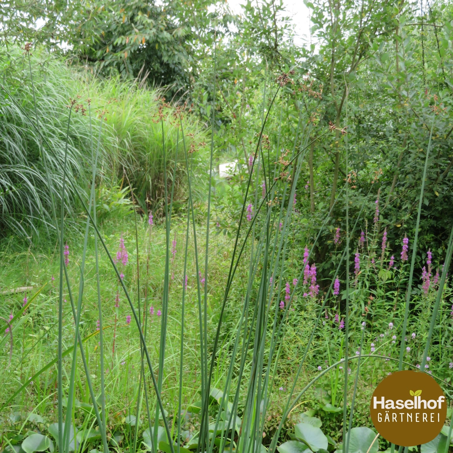 Schoenoplectus tabernaemontani