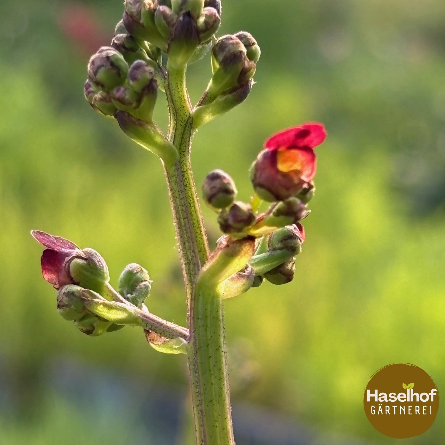 Scrophularia auriculata