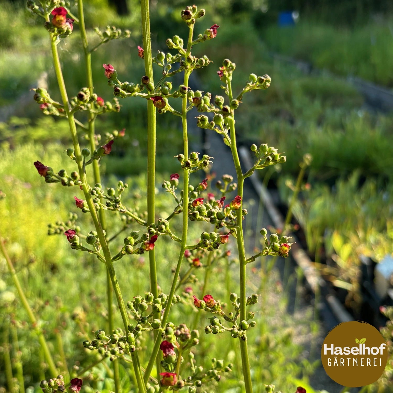 Scrophularia auriculata