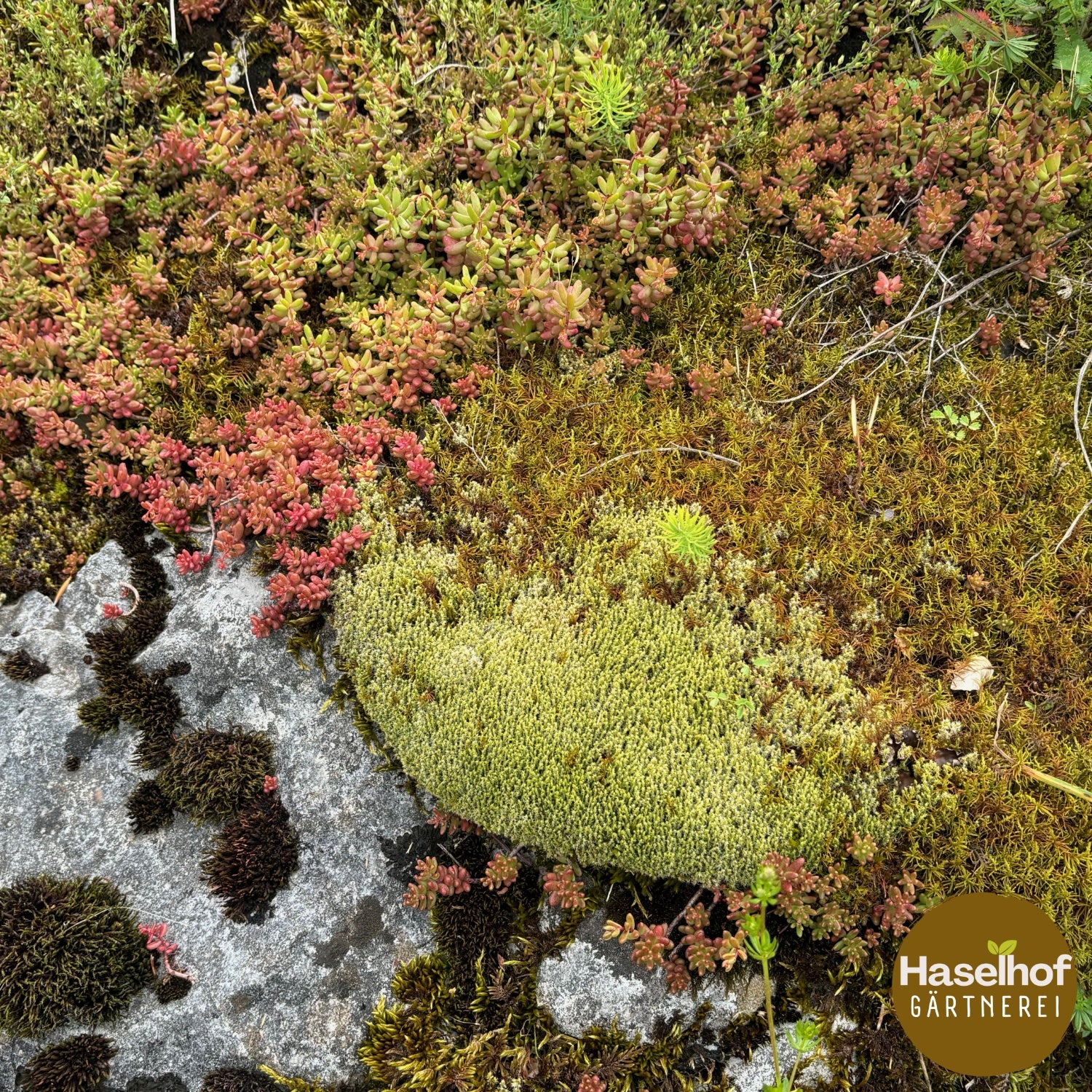 Sedum blanc