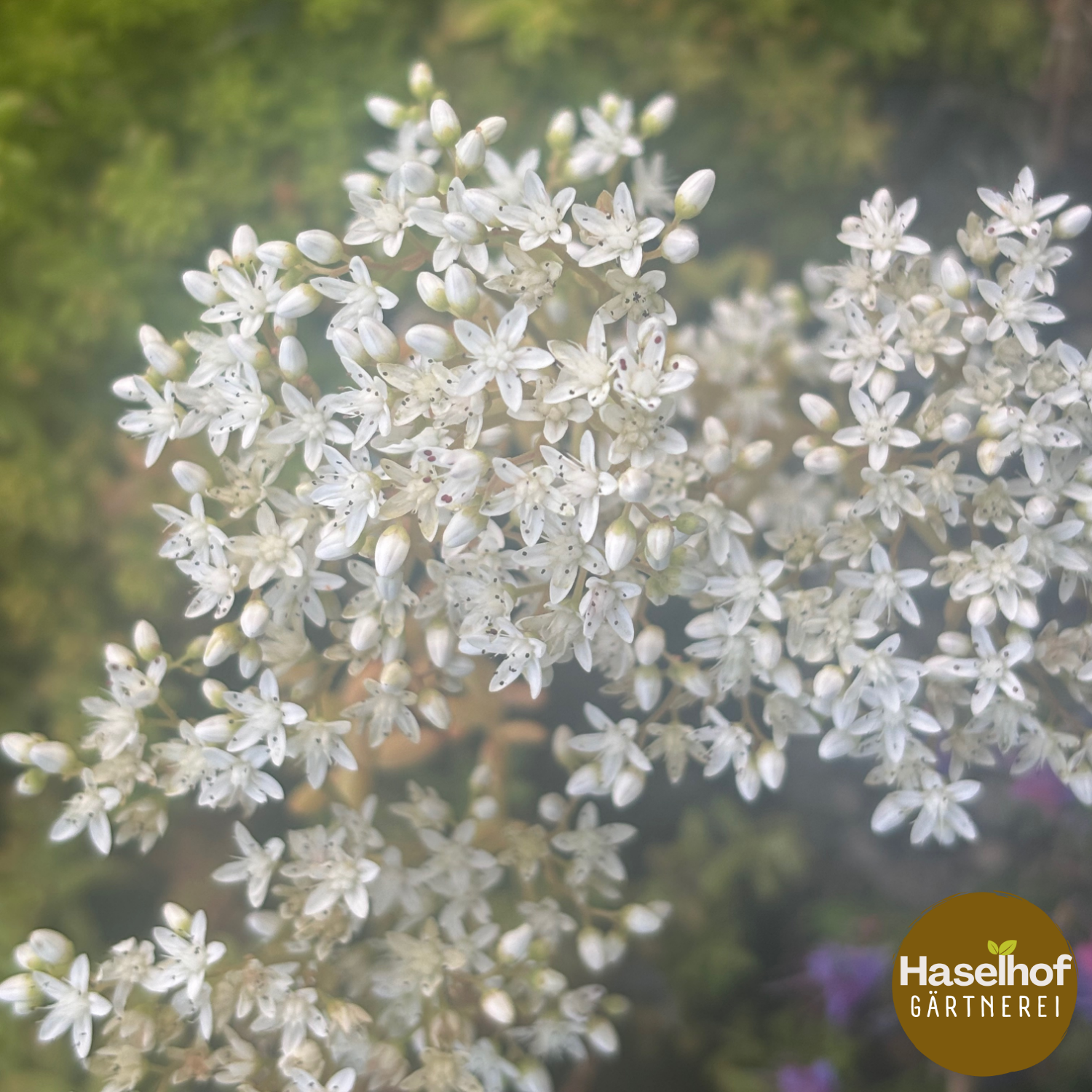 Sedum blanc