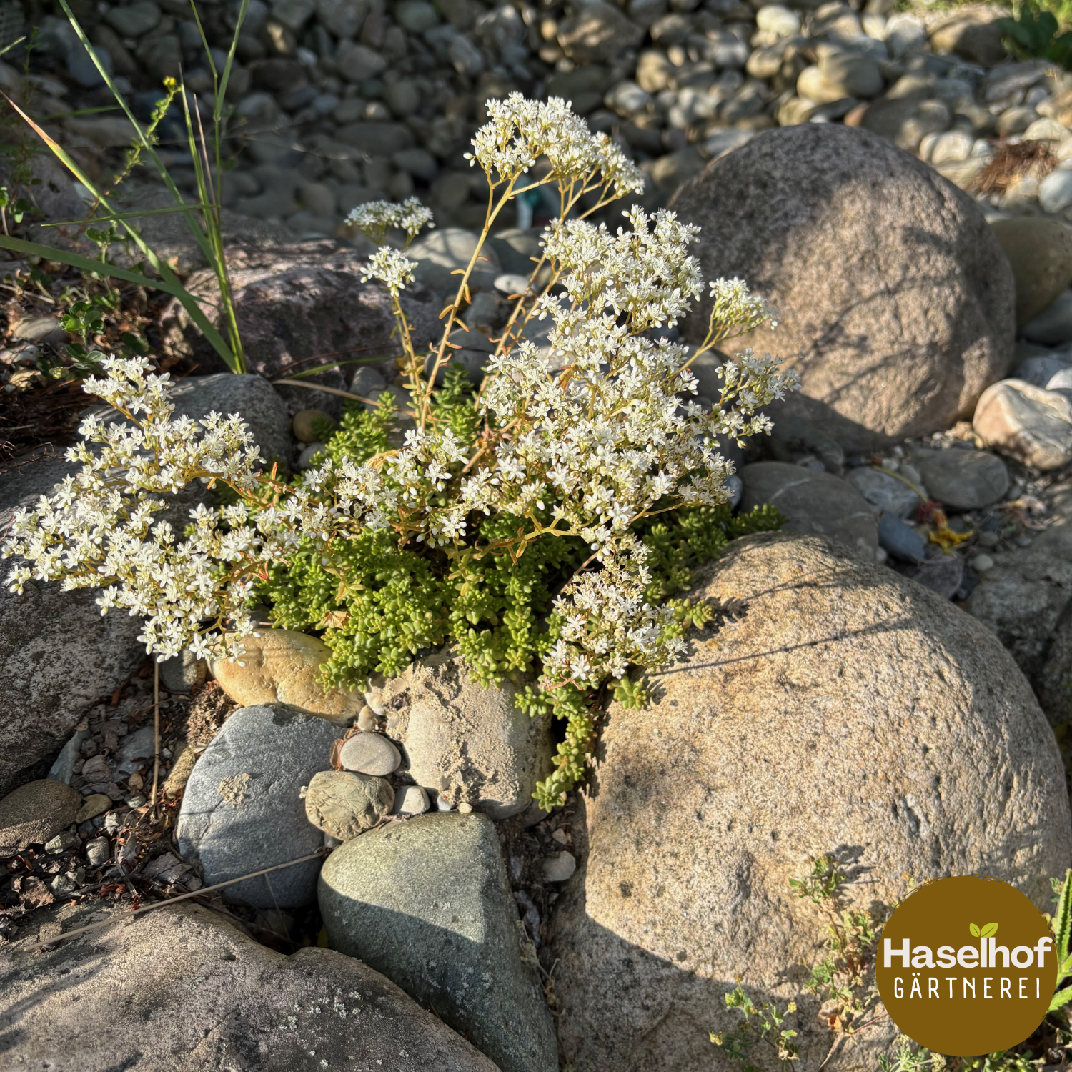 Sedum blanc