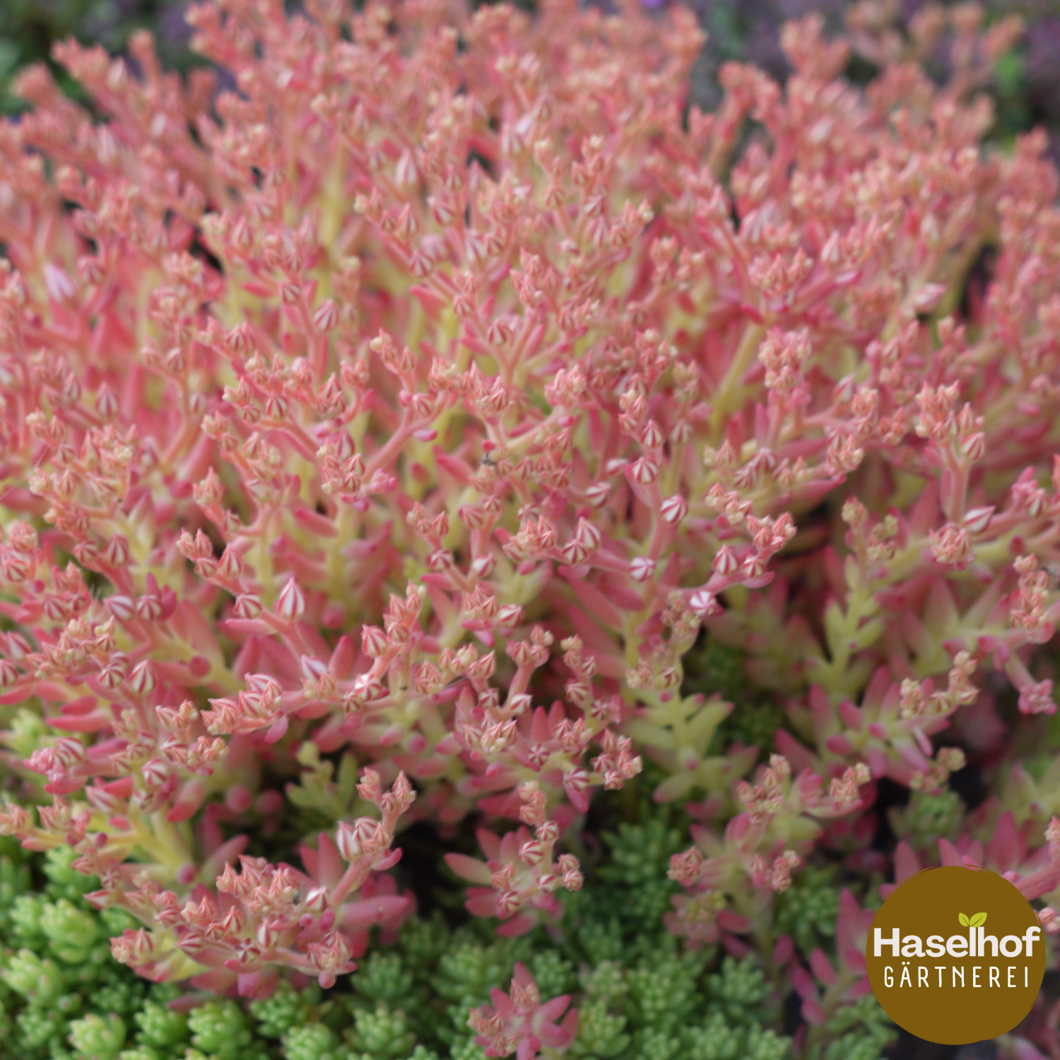 Sedum hispanique