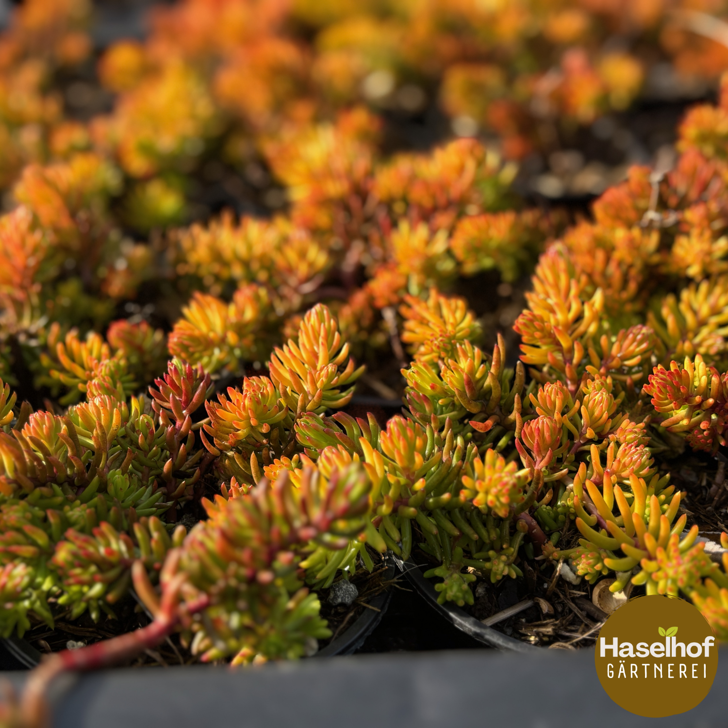 Sedum reflexum 'Angelina'