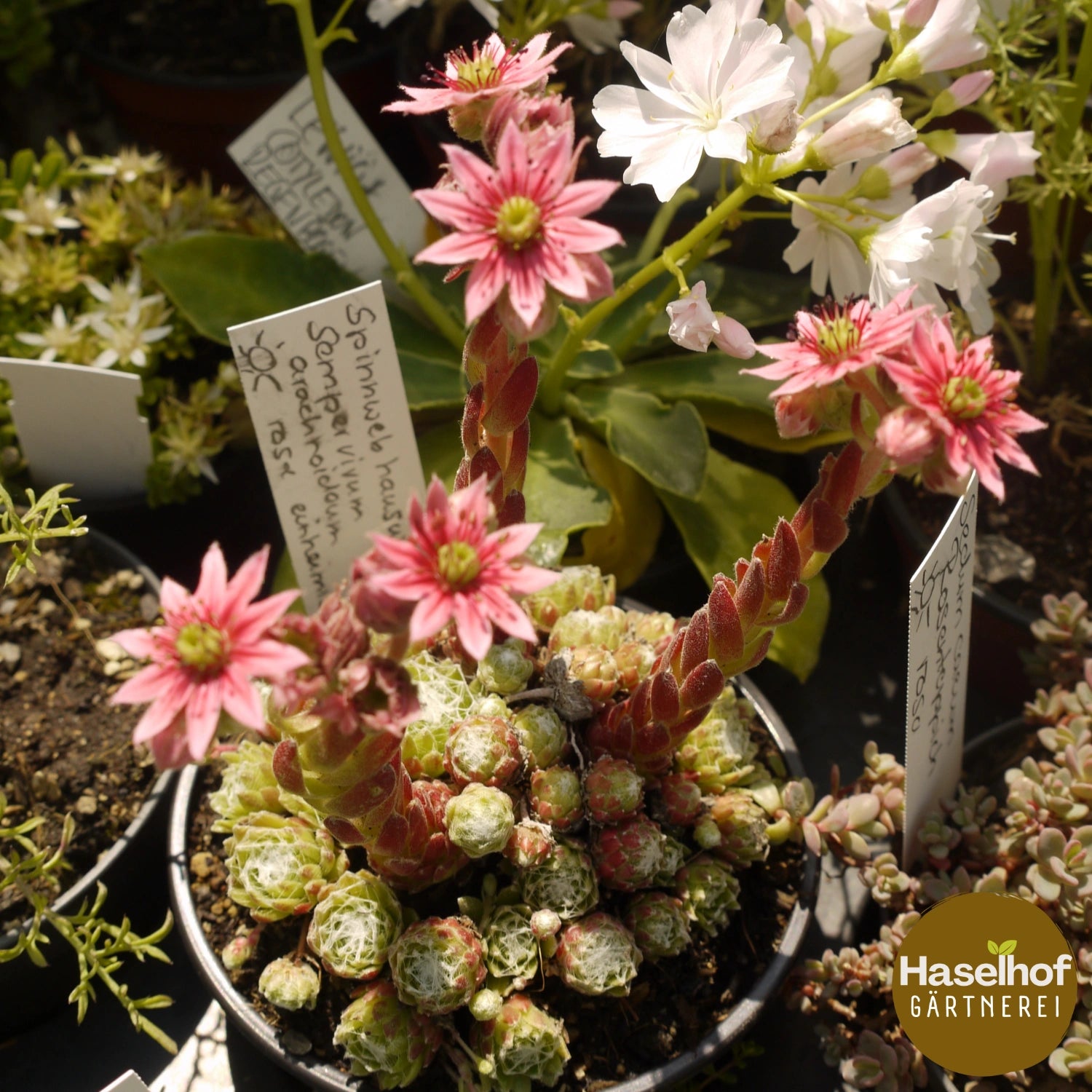 Sempervivum arachnoideum