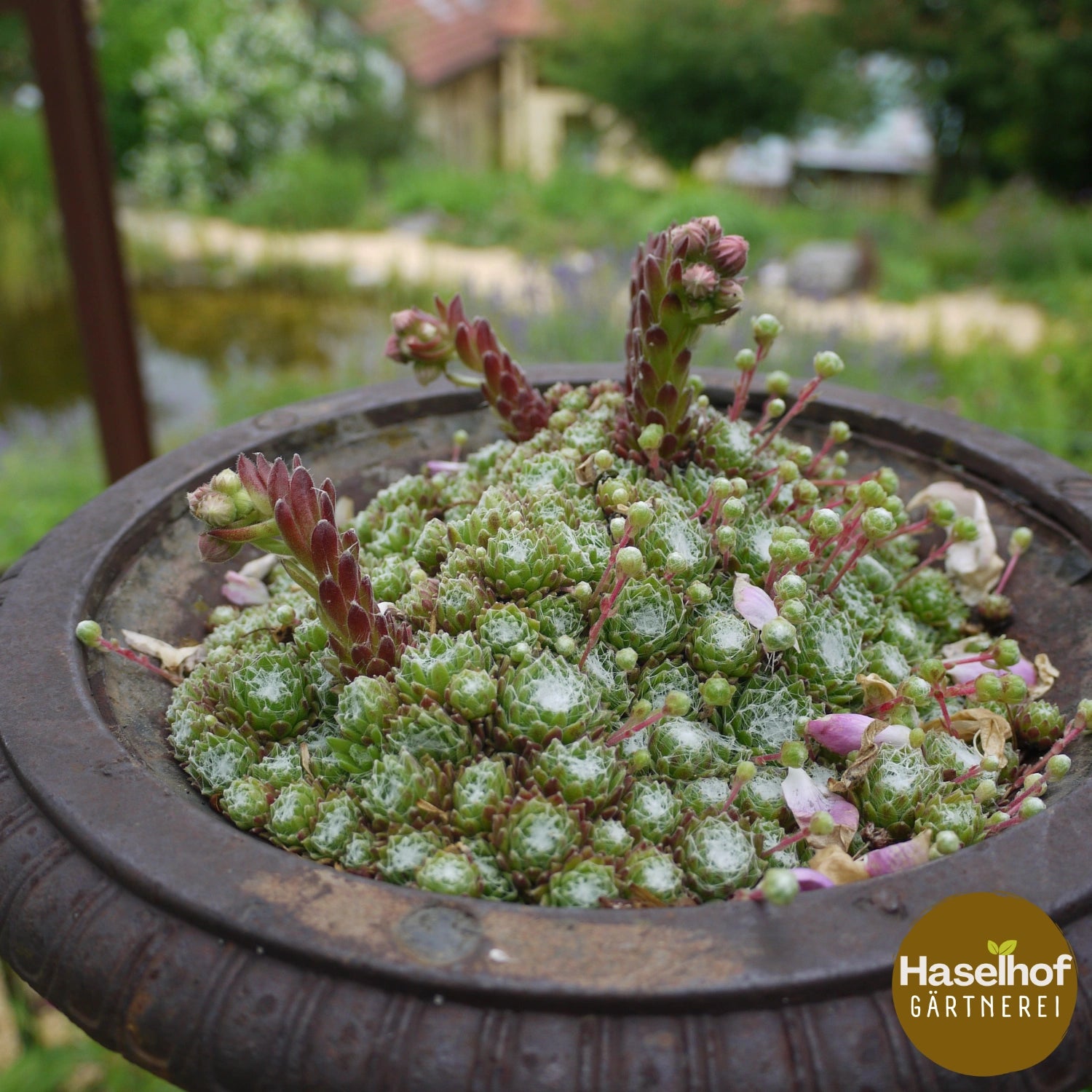 Sempervivum arachnoideum