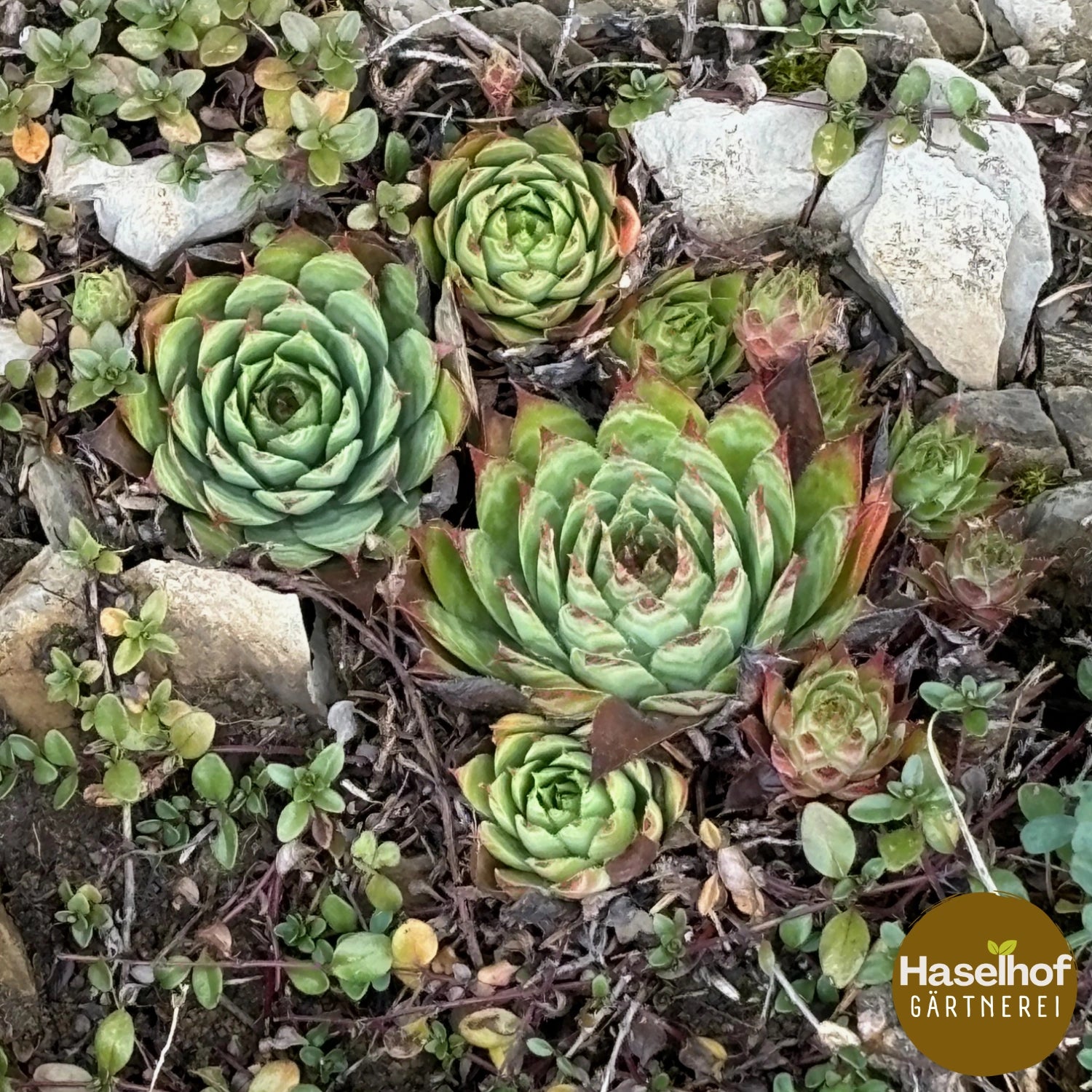 Sempervivum montanum subsp. montanum