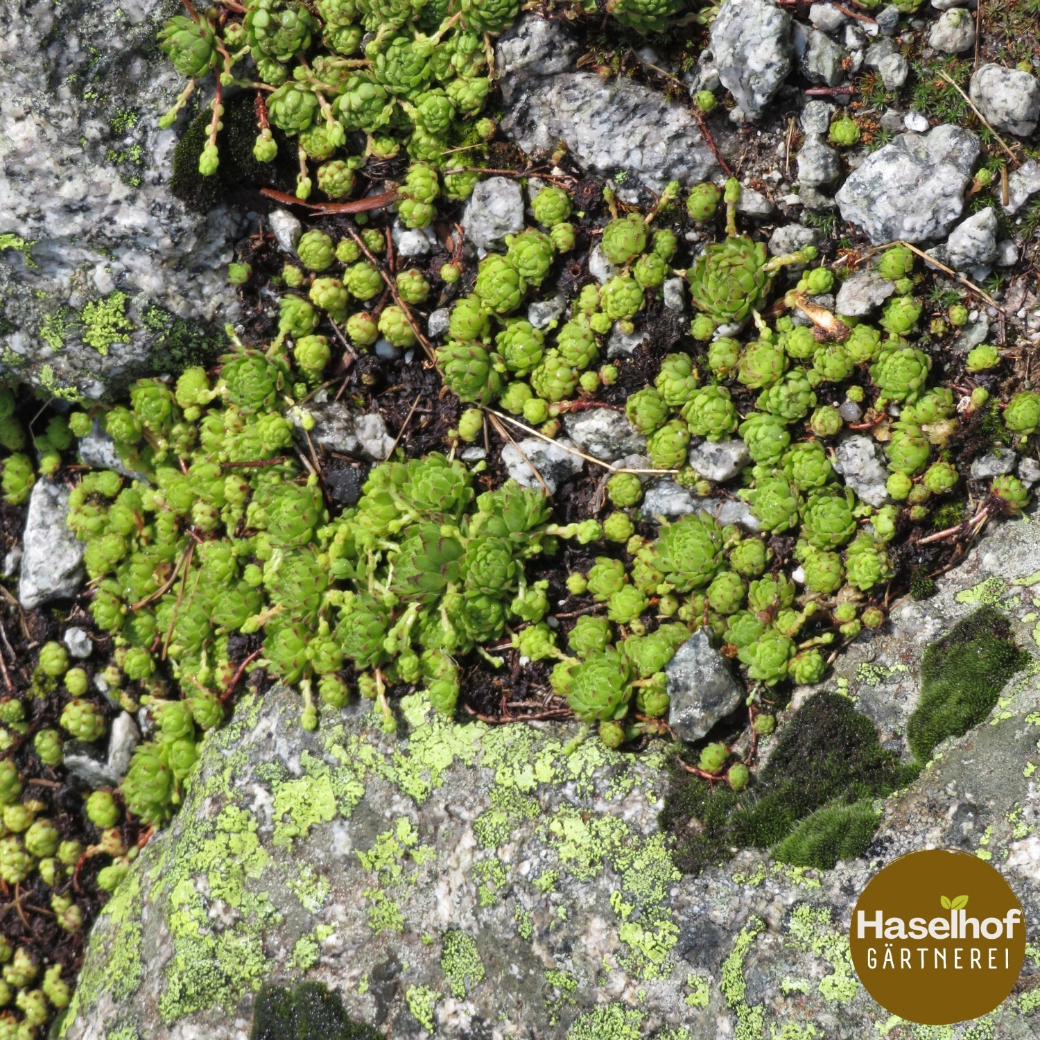 Sempervivum montanum subsp. montanum