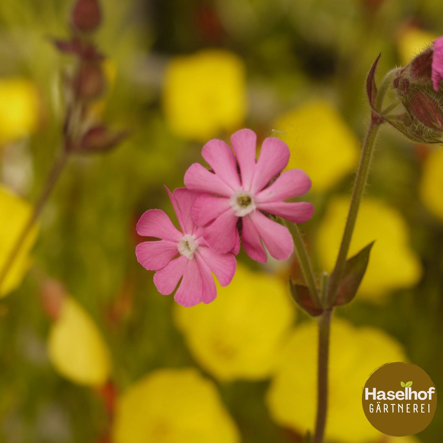 Silene dioica