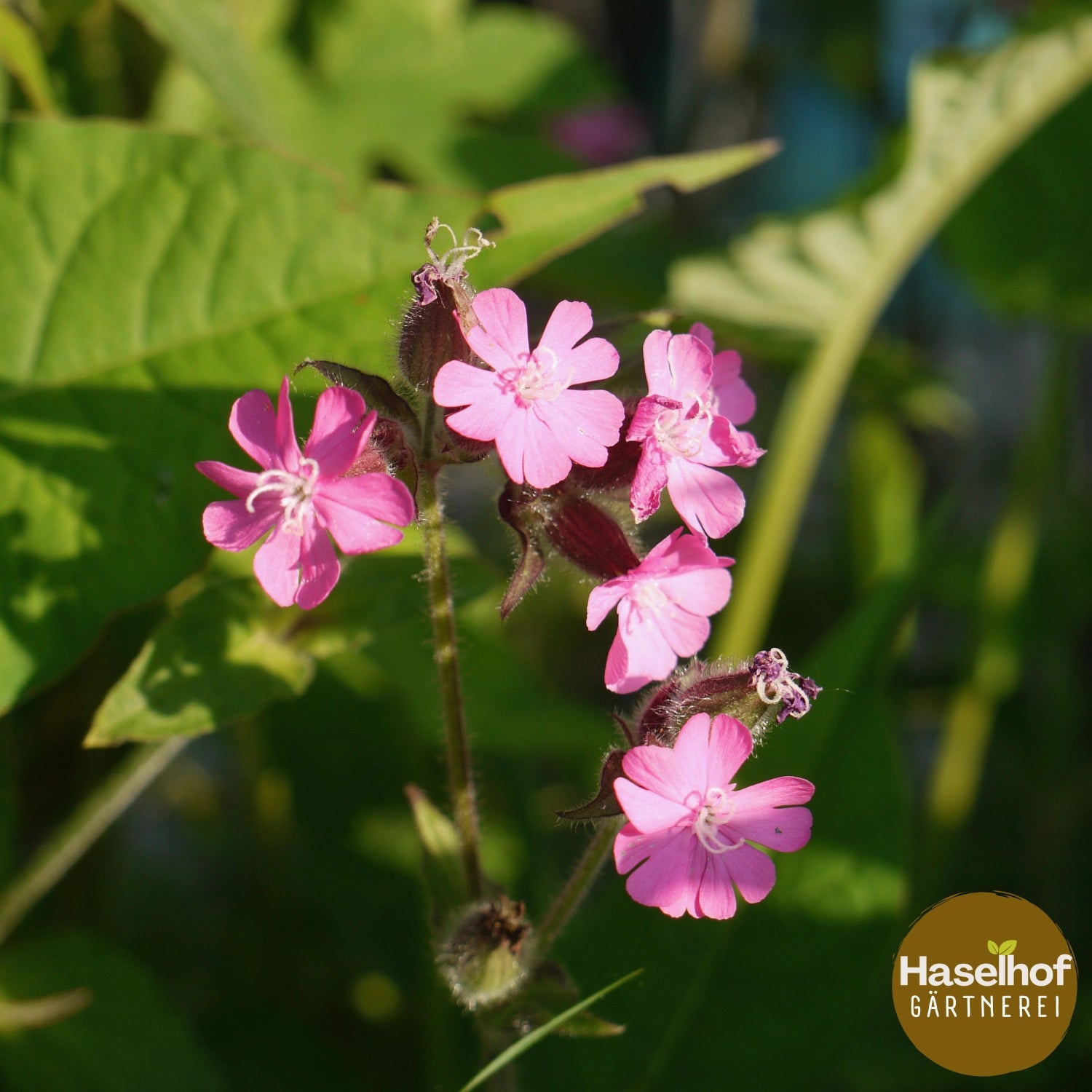Silene dioica