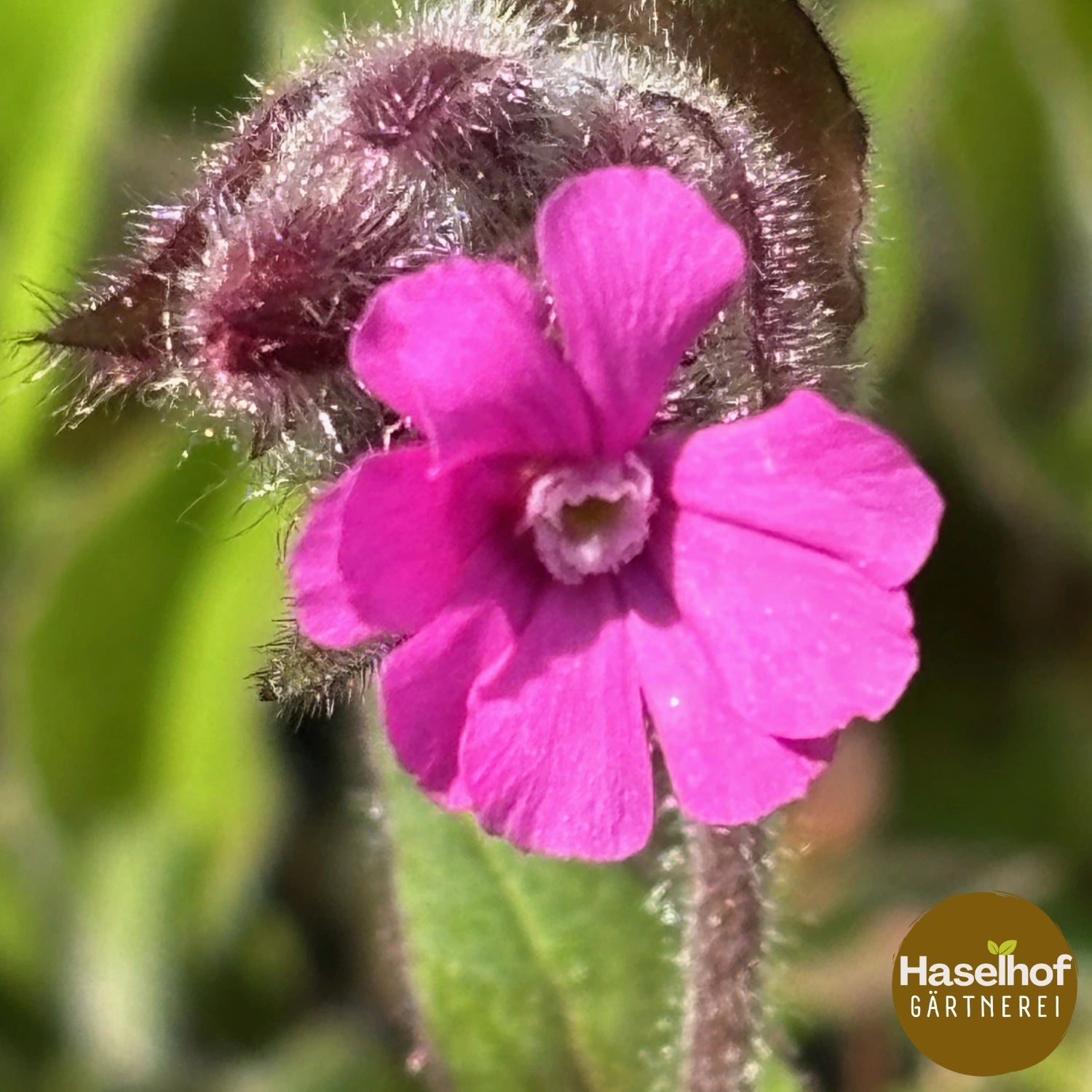 Silene dioica