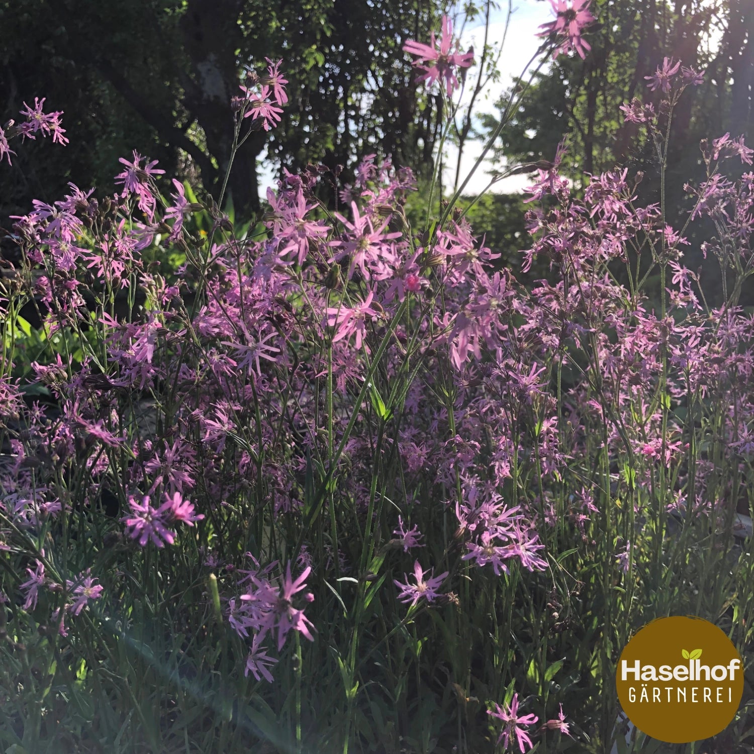 Silene flos-cuculi (syn. Lychnis flos-cuculi)