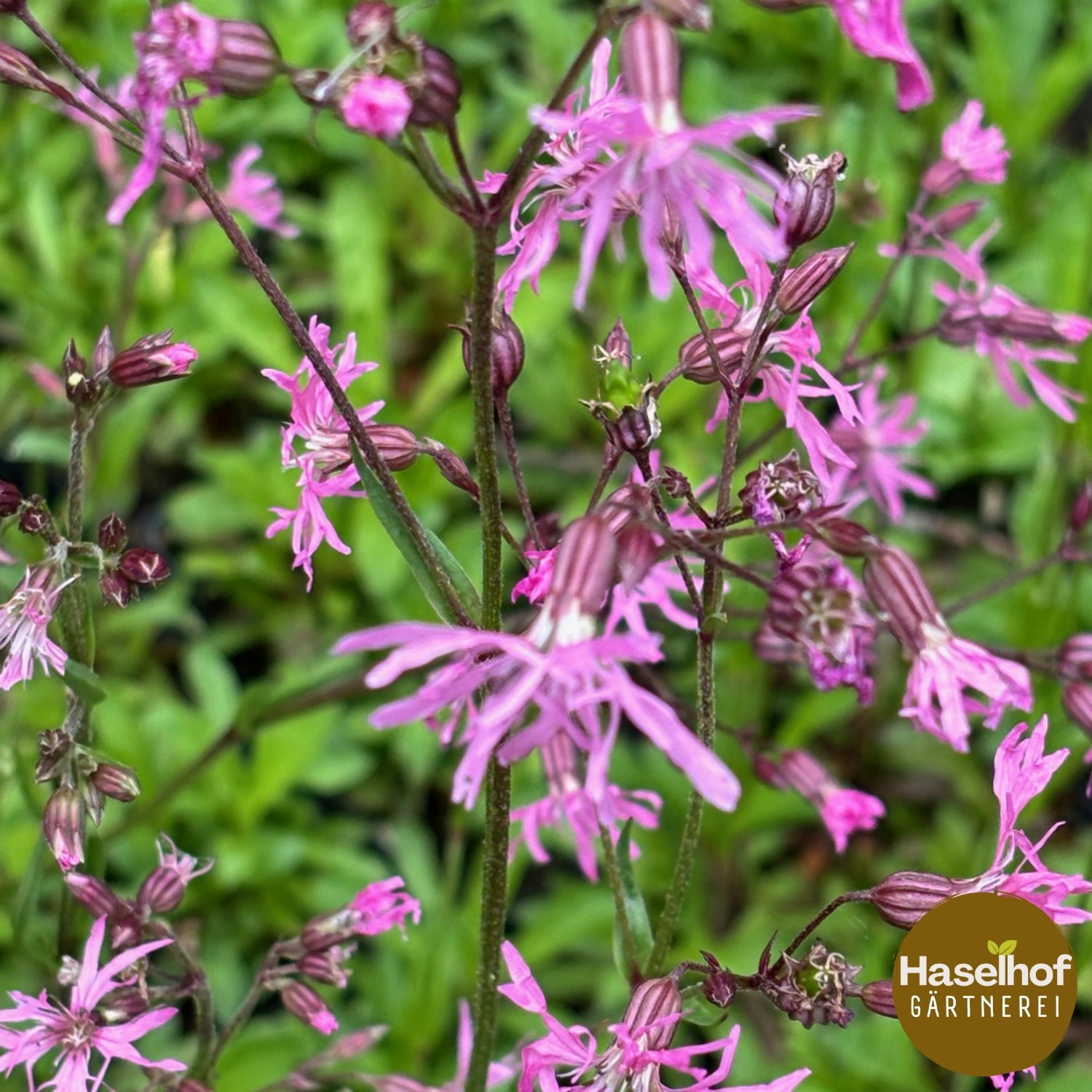Silene flos-cuculi (syn. Lychnis flos-cuculi)