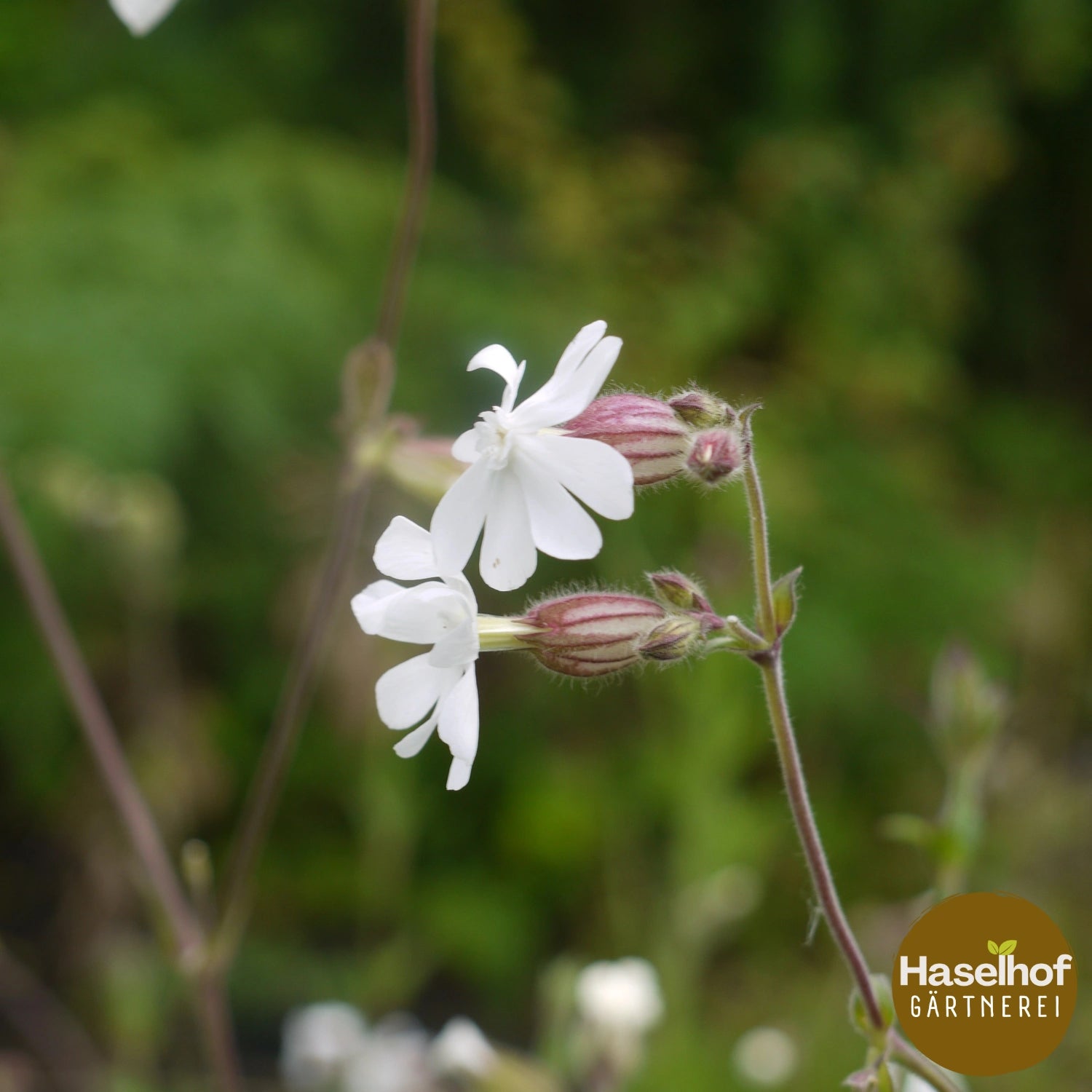 Silene pratensis (Syn. Silene alba)