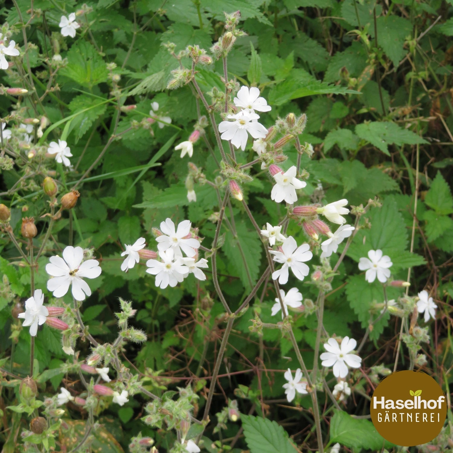 Silene pratensis (Syn. Silene alba)