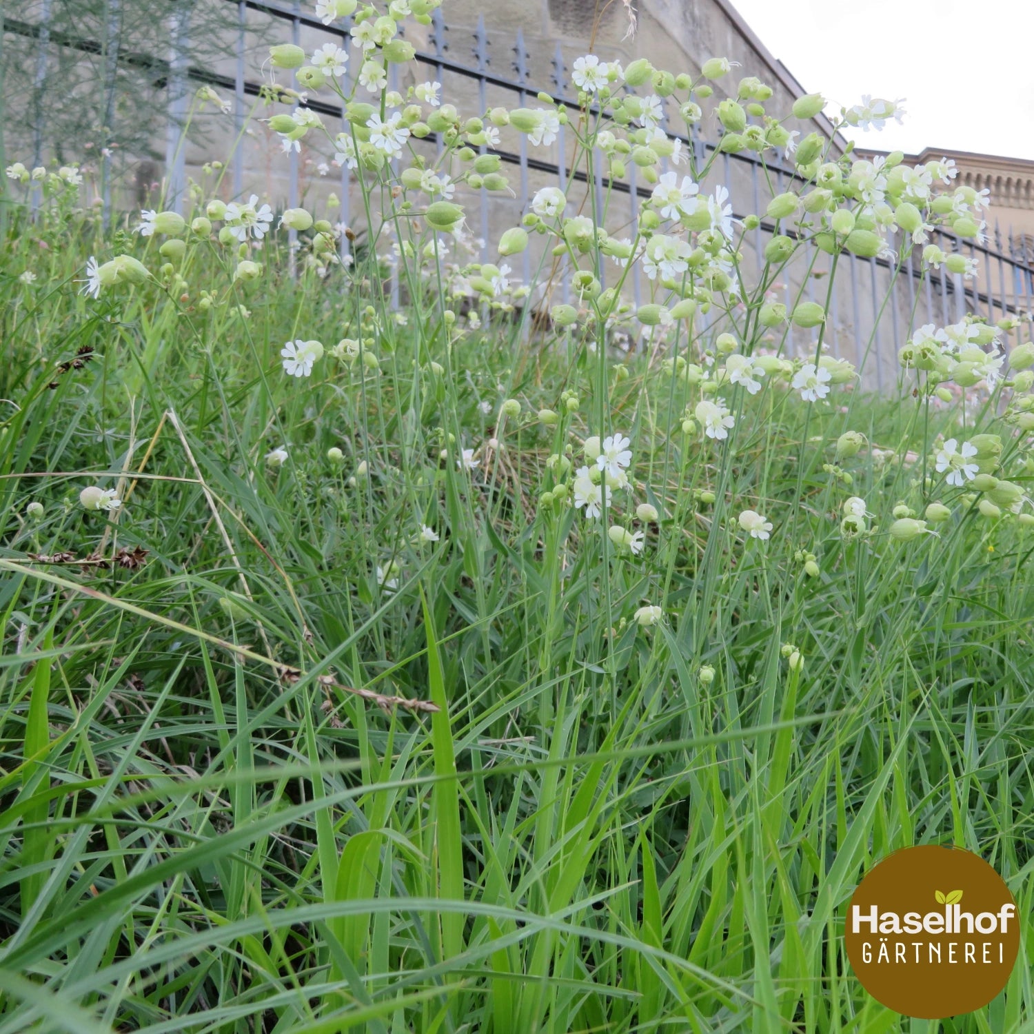 Silene vulgaris